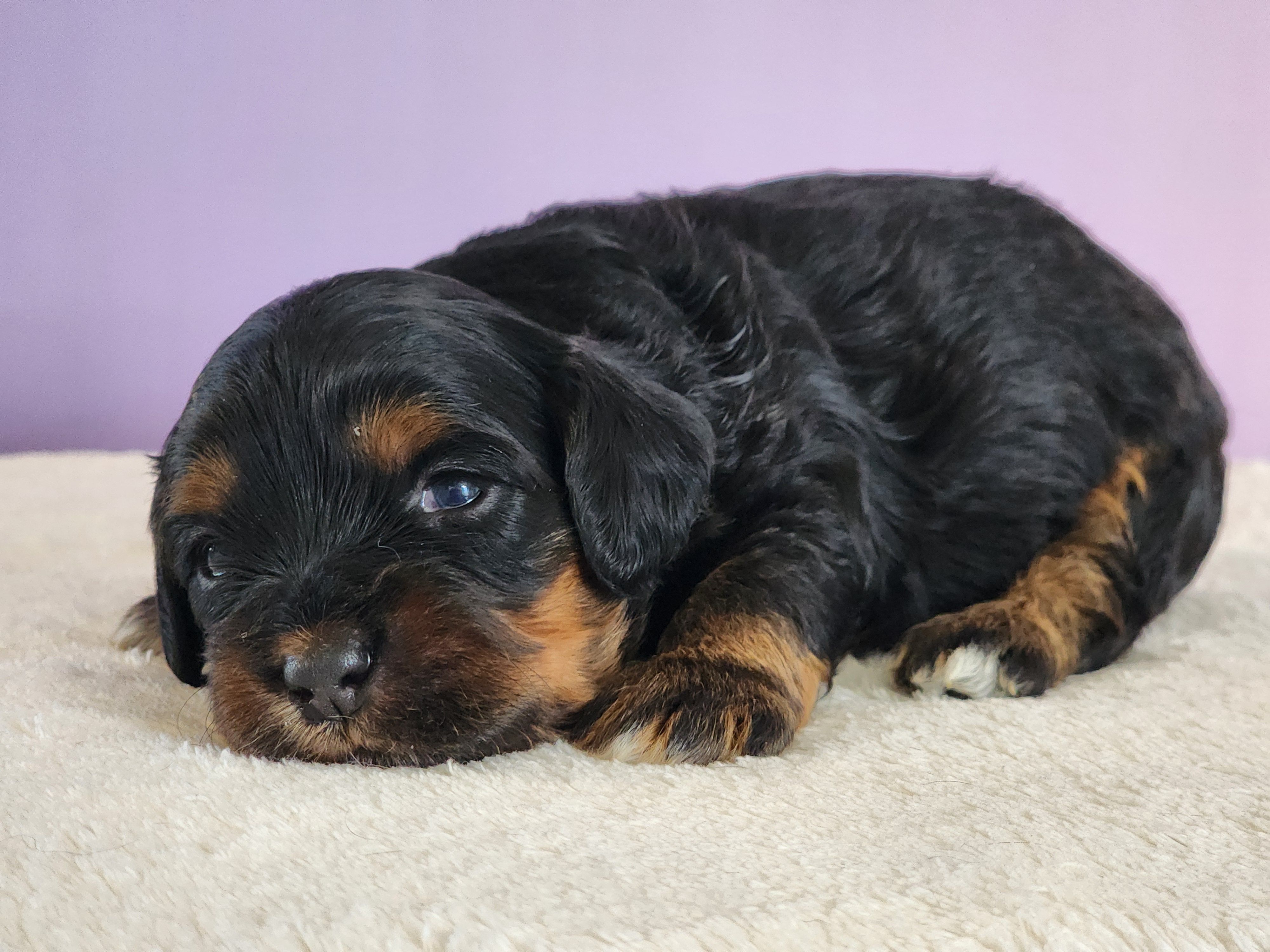 Olive – Cockapoo puppy for sale in Louisburg, NC