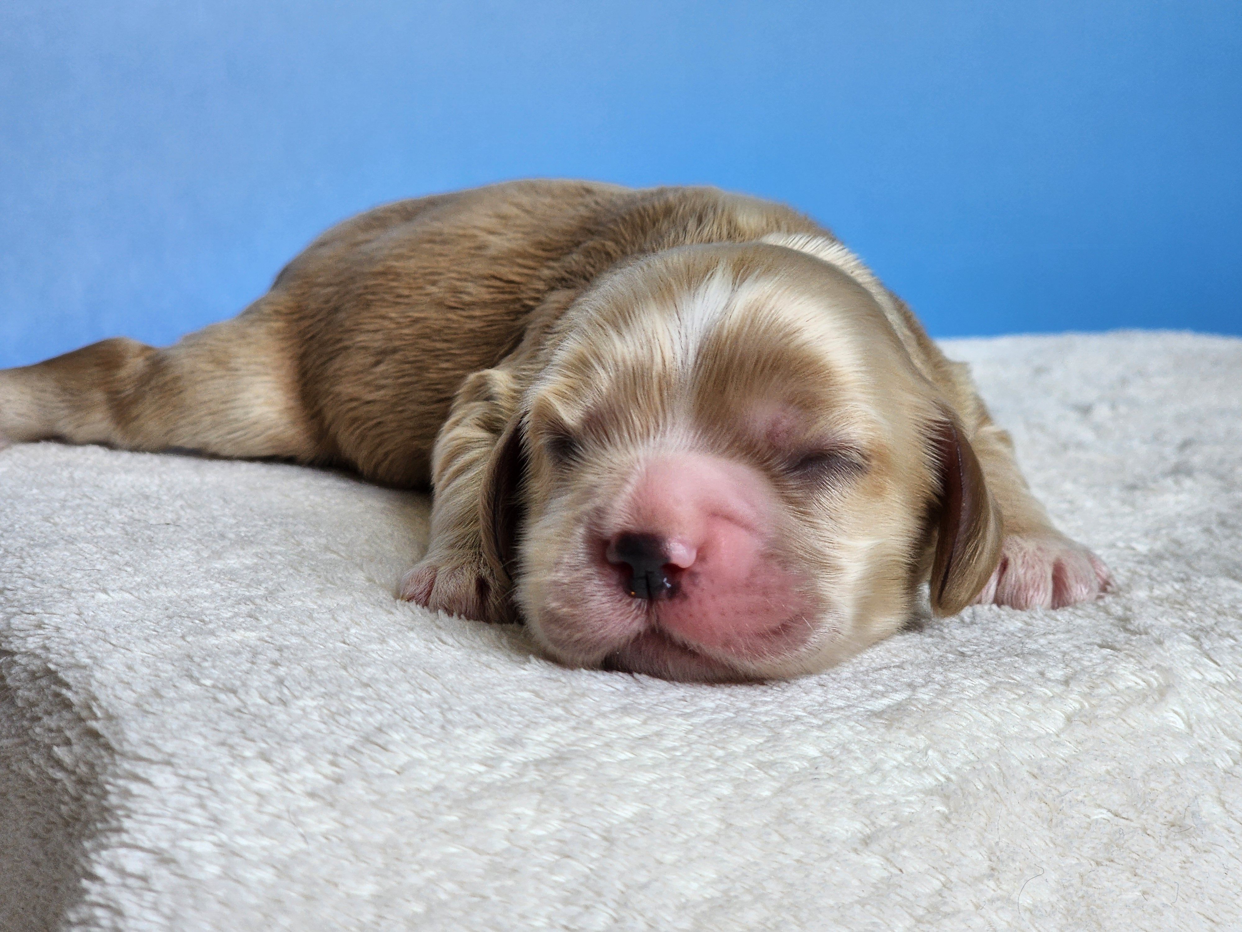 Mason – Cocker Spaniel puppy for sale in Louisburg, NC