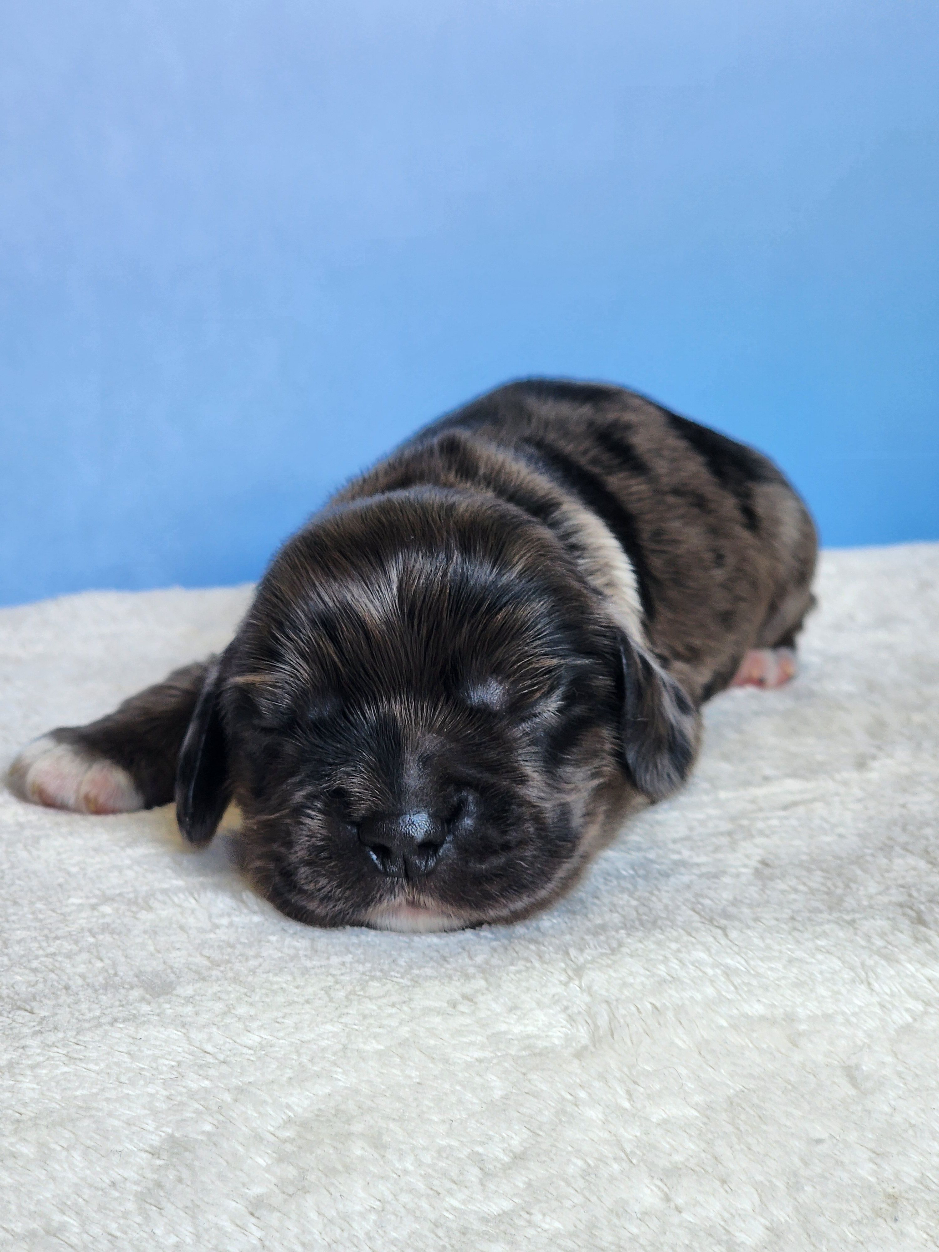 Merlin – Cocker Spaniel puppy for sale in Louisburg, NC