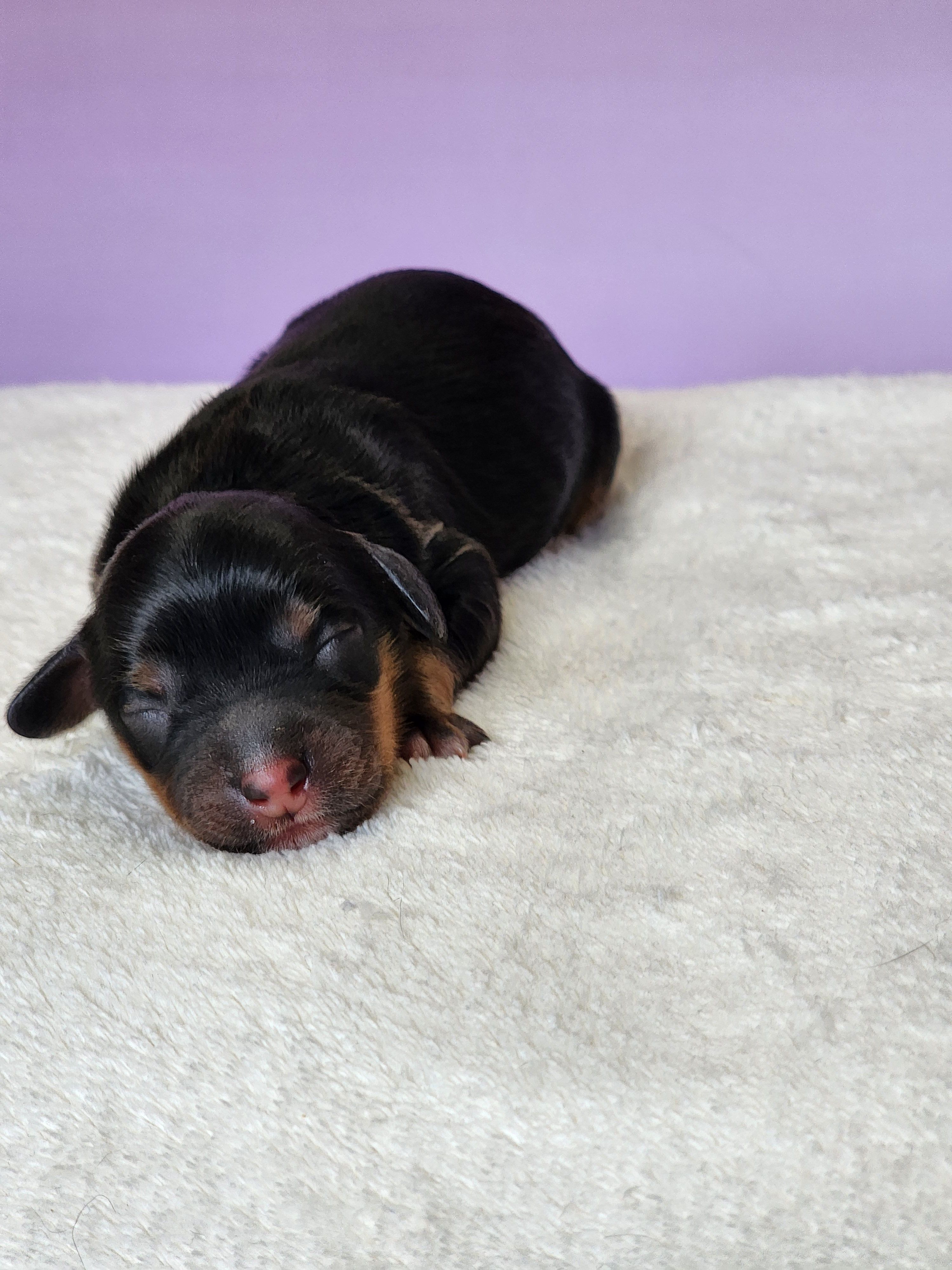 Olive – Cockapoo puppy for sale in Louisburg, NC