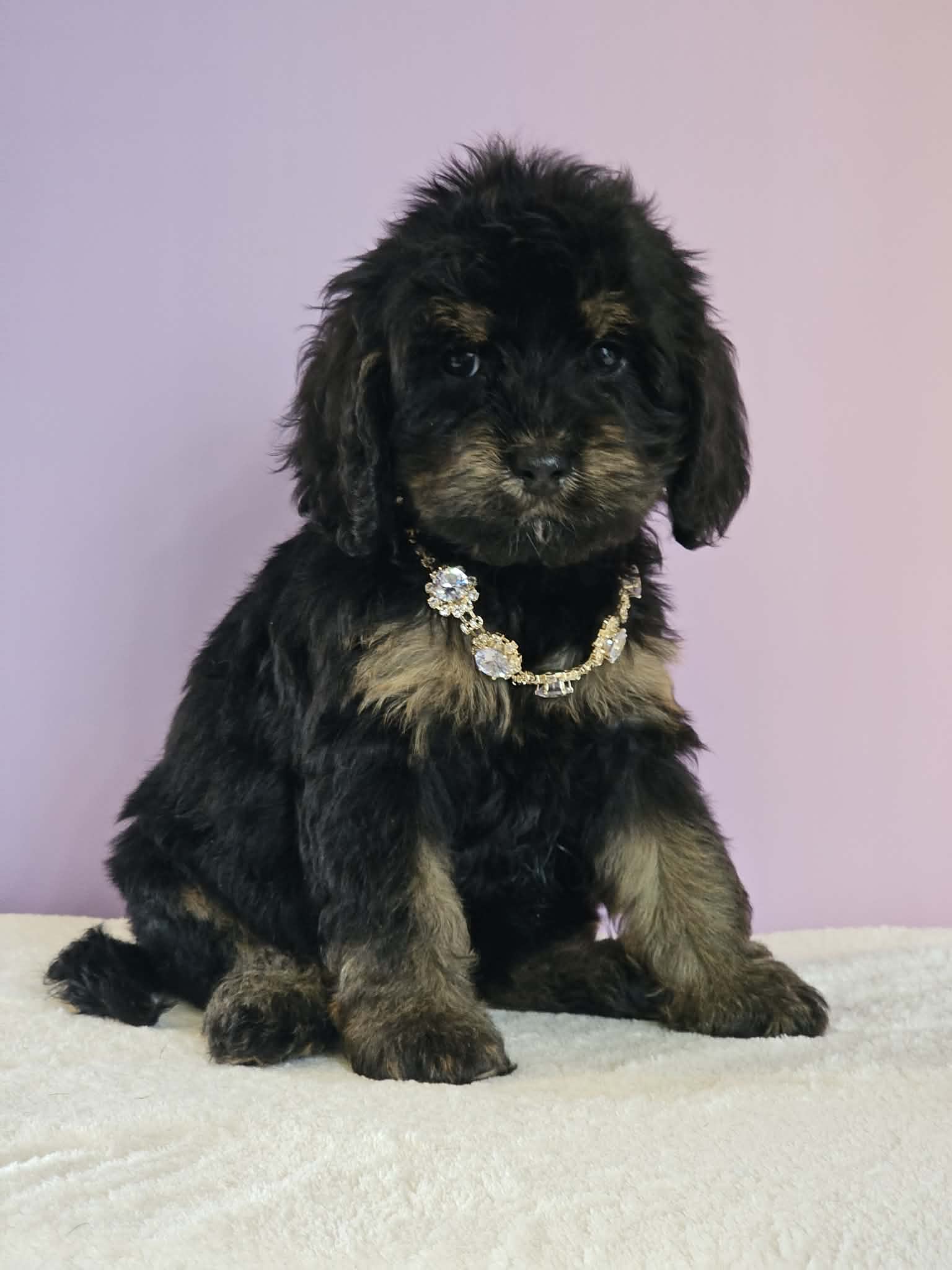 Lydia – Cockapoo puppy for sale in Louisburg, NC