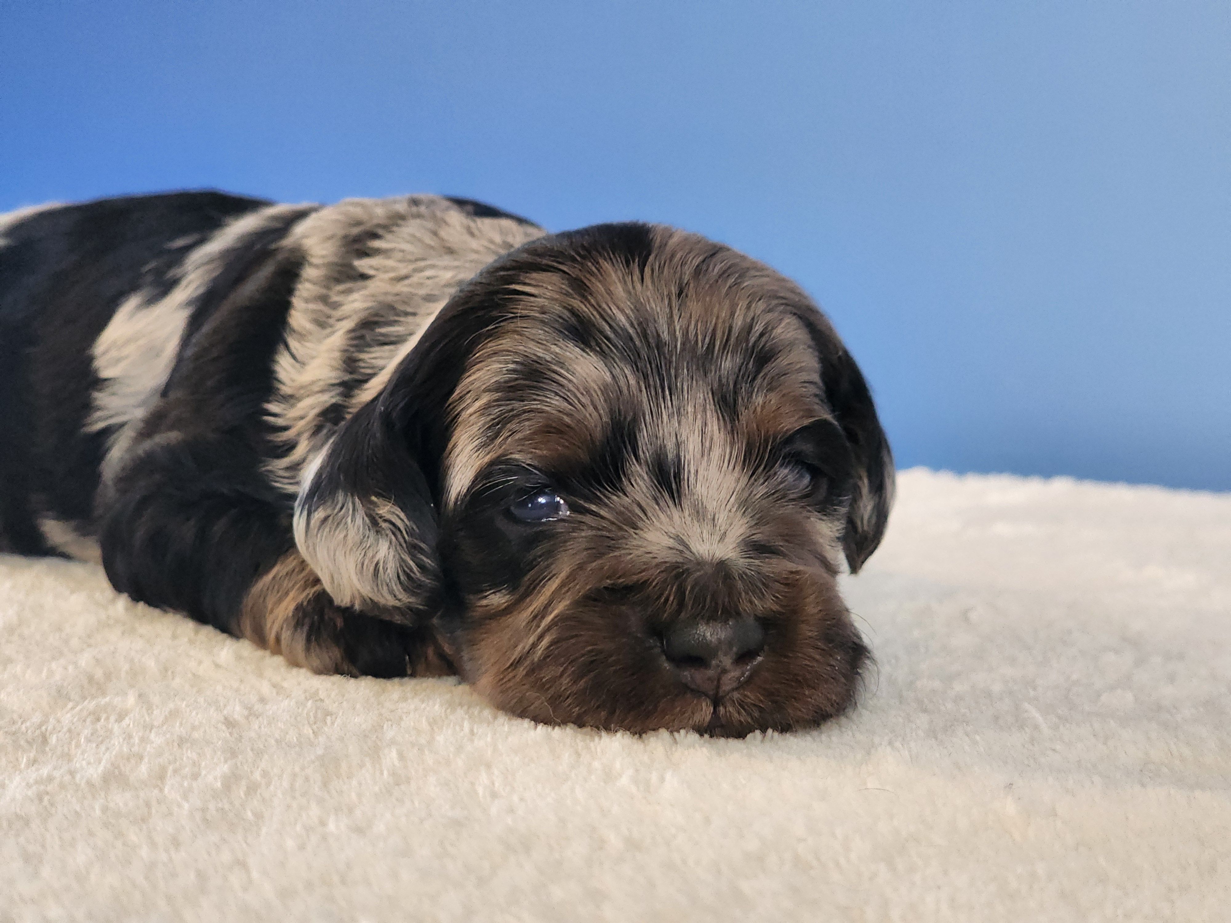 Omar – Cockapoo puppy for sale in Louisburg, NC