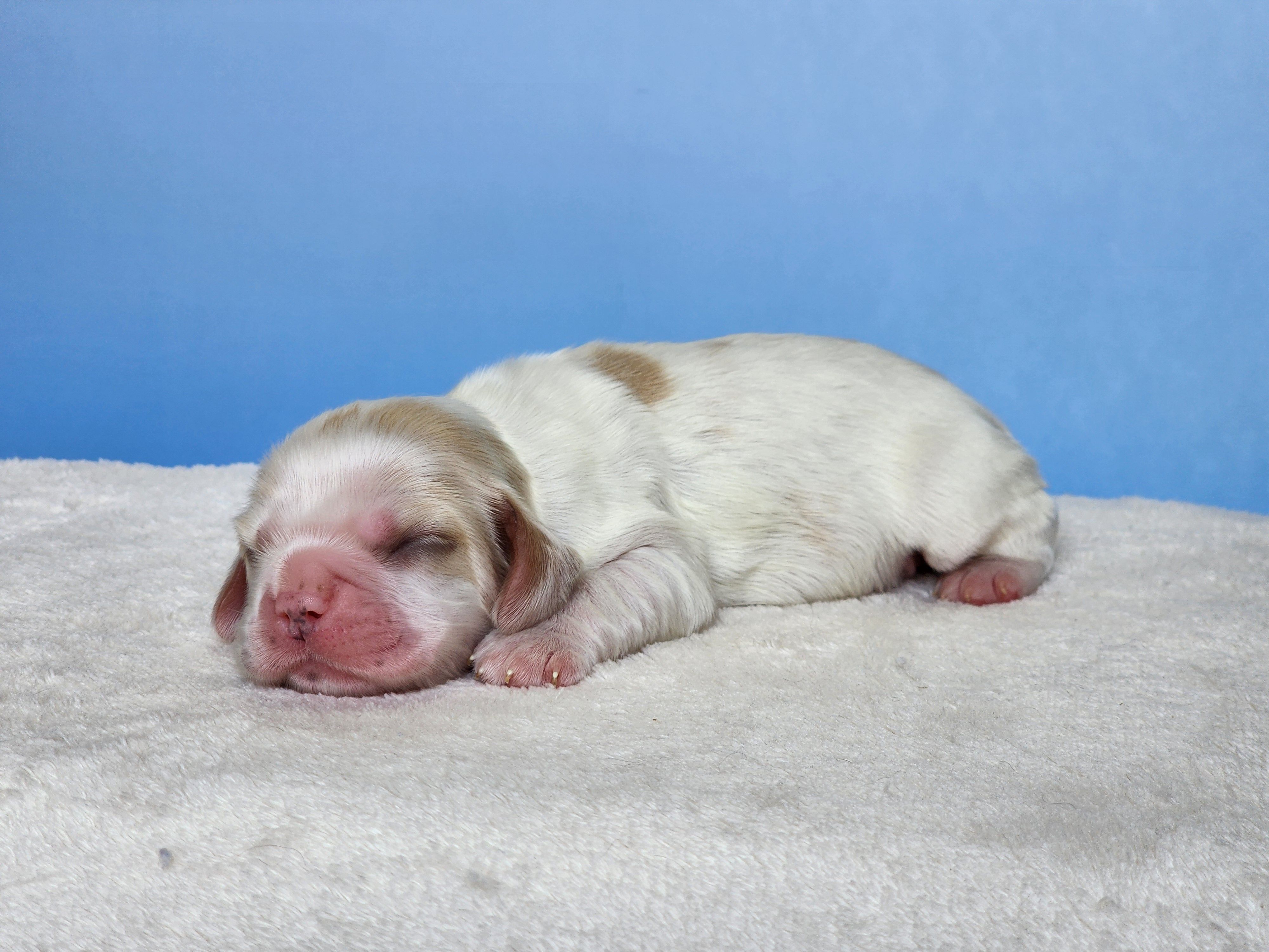 Milo – Cocker Spaniel puppy for sale in Louisburg, NC