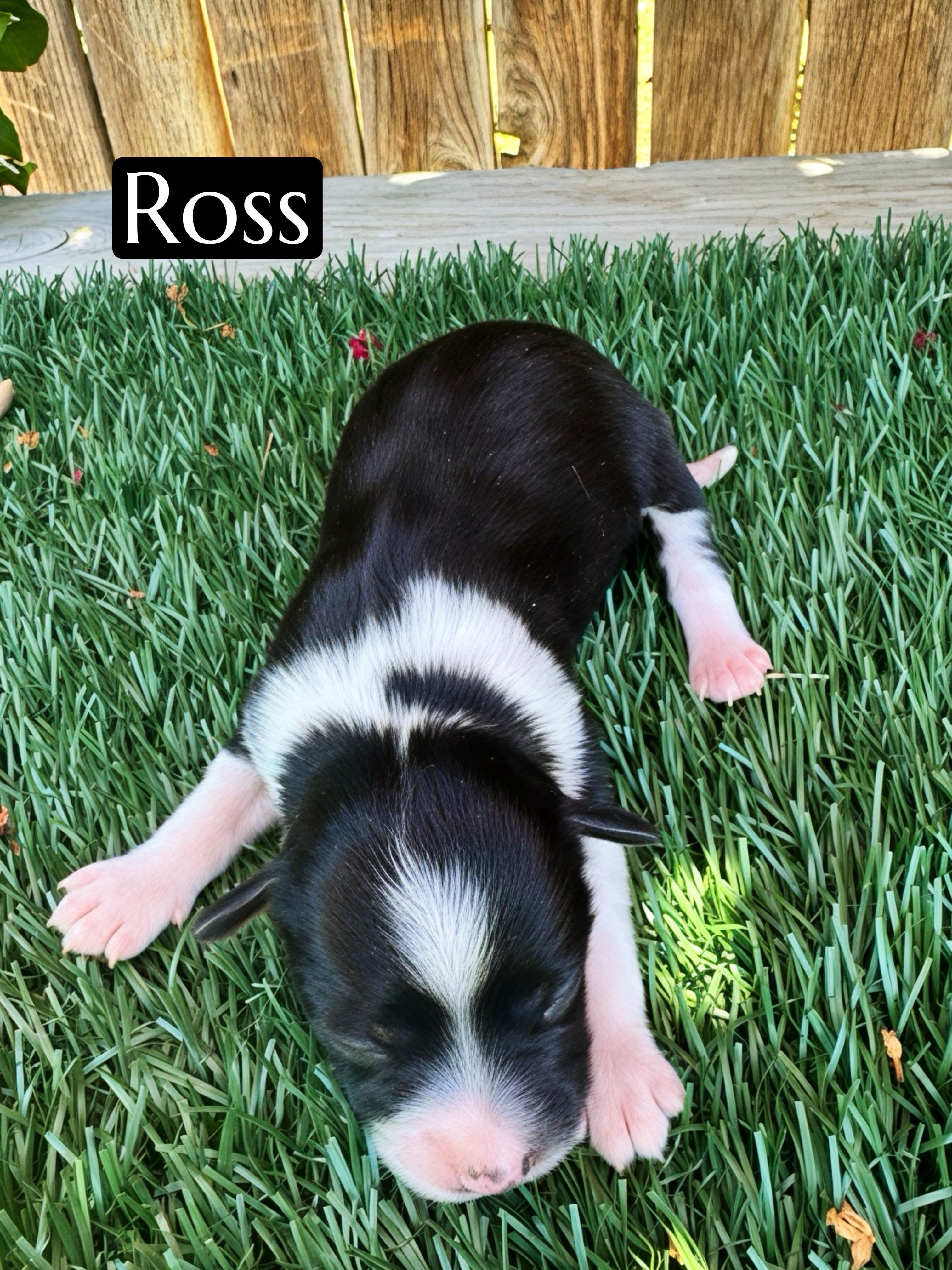 Ross (10 lbs) – Miniature Aussiedoodle puppy for sale in Bakersfield, CA