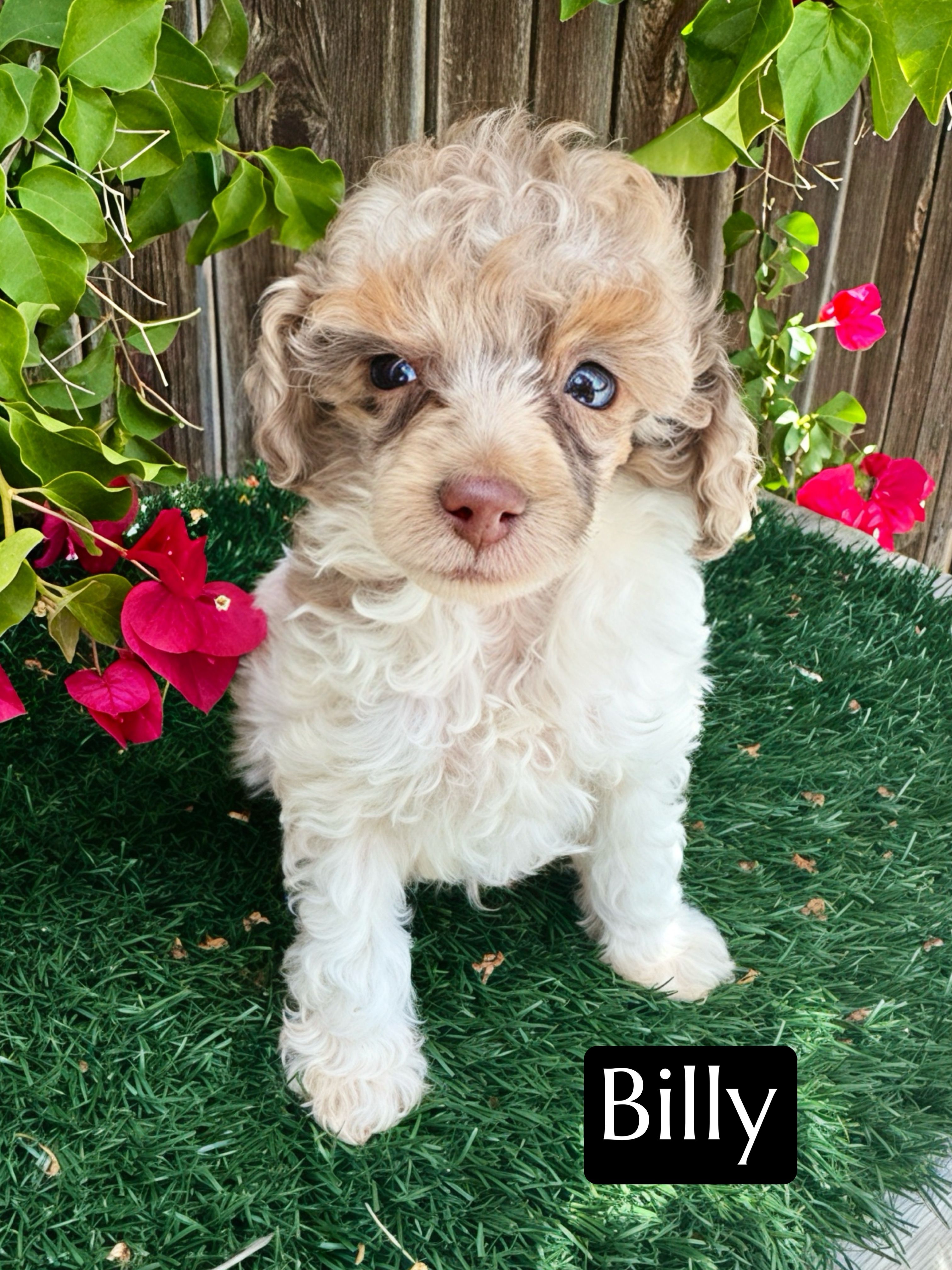Billy (4-5 lbs) AKC & clear – Poodle - Toy  puppy for sale in Bakersfield, CA