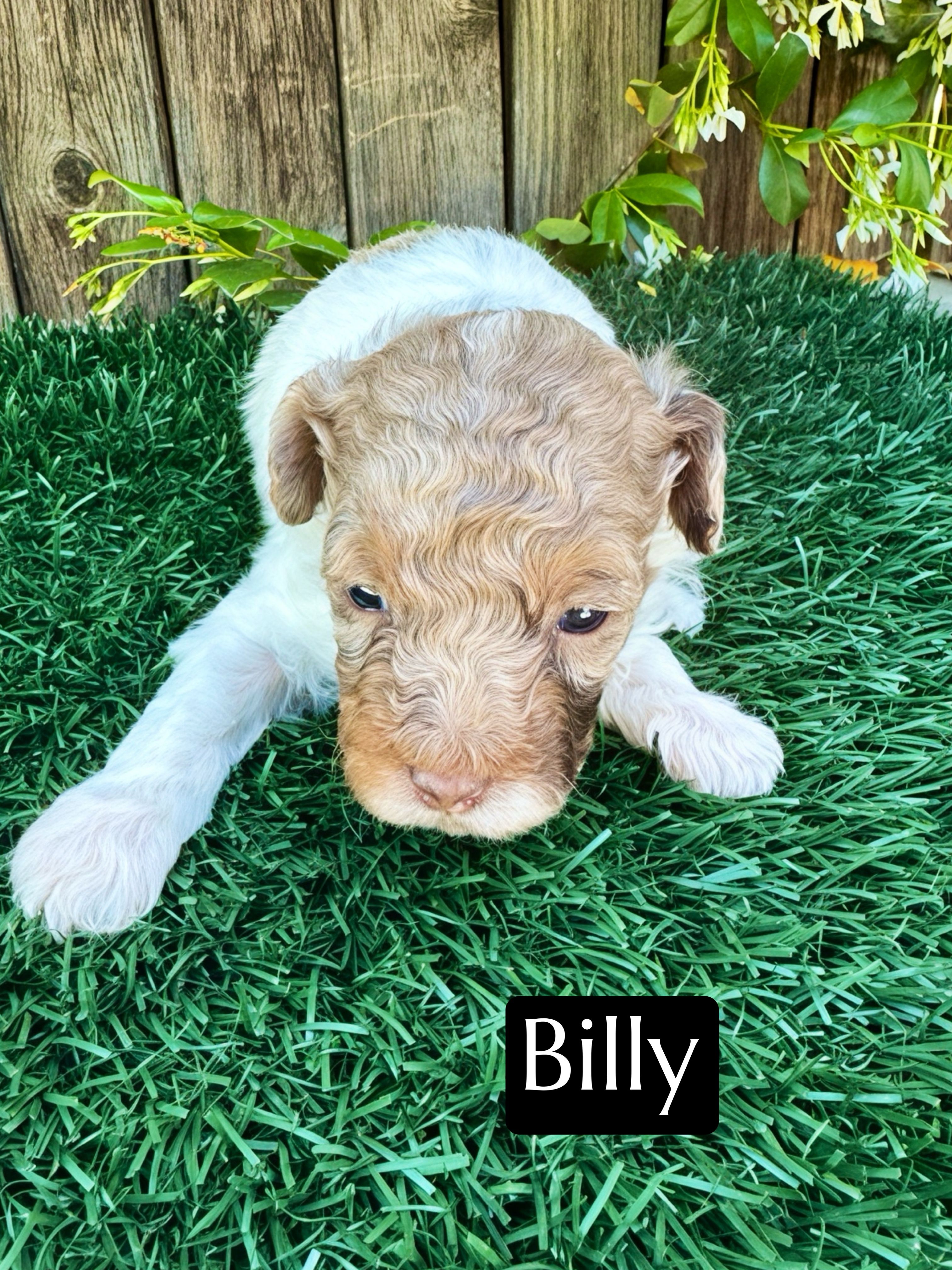 Billy (4-5 lbs) – Poodle - Toy  puppy for sale in Bakersfield, CA