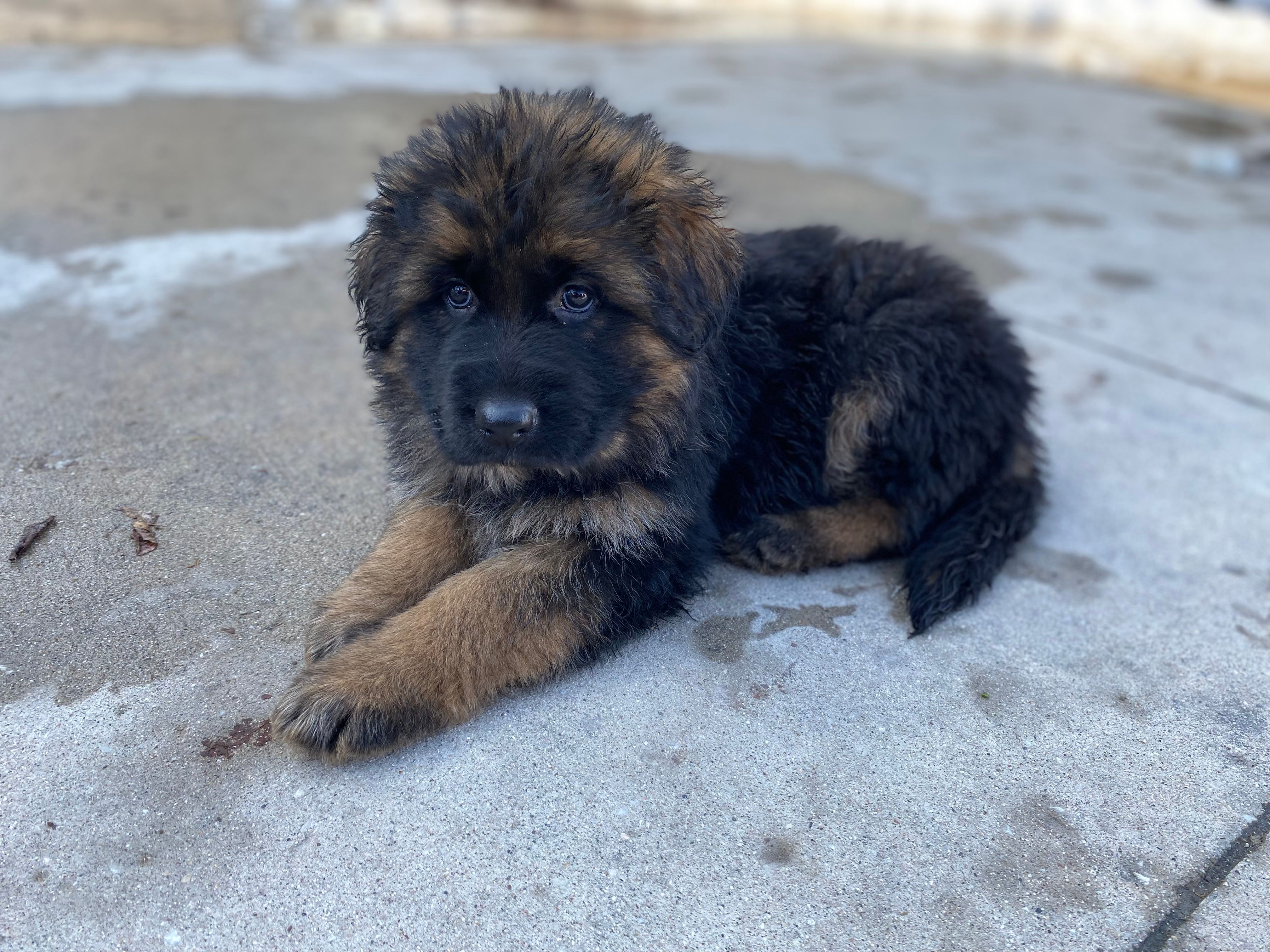 Black Stallion – German Shepherd Dog puppy for sale in Manitowoc, WI