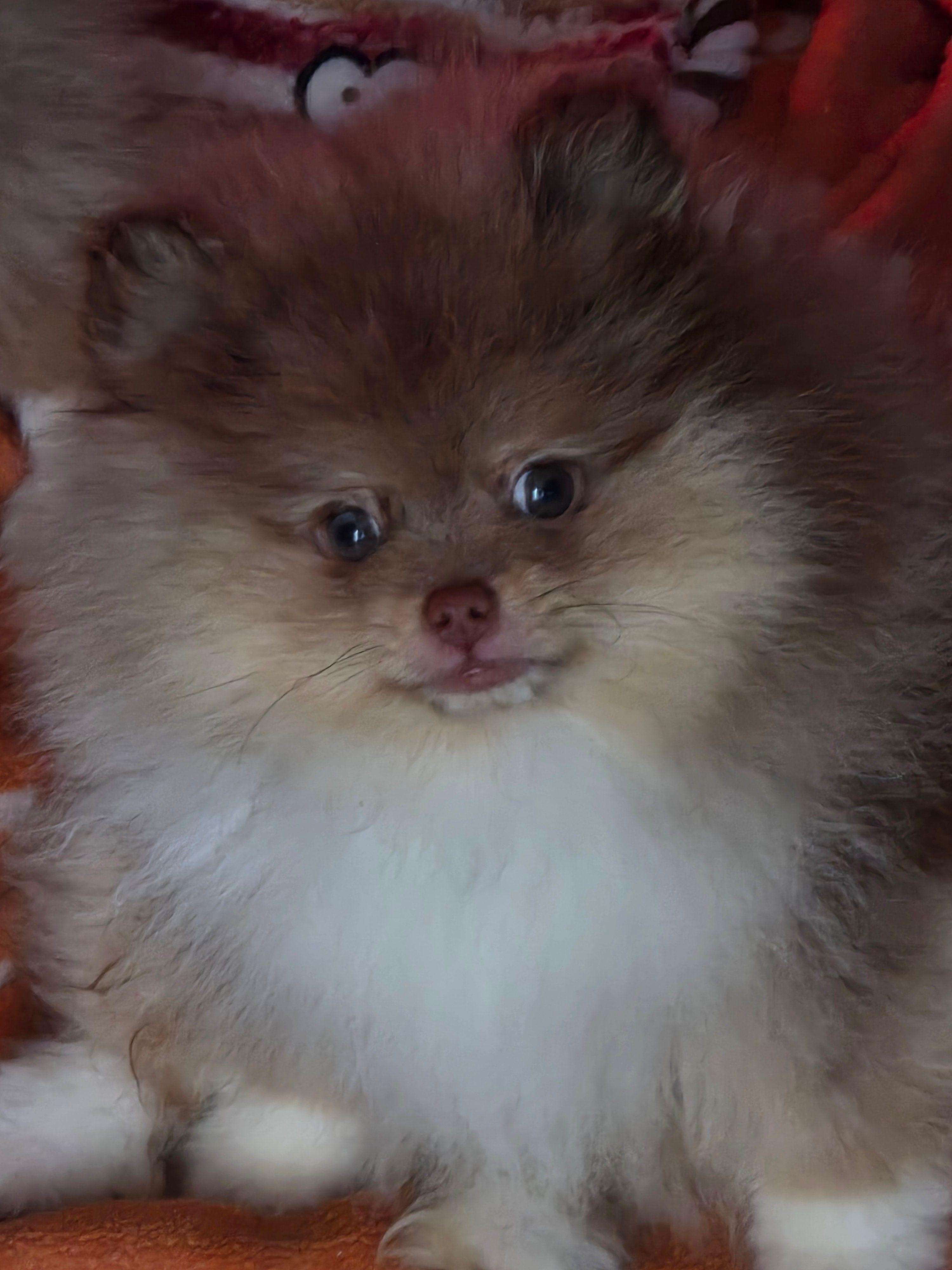 Ckc champion pedigree Marley – Pomeranian puppy for sale in Fort Wayne, IN