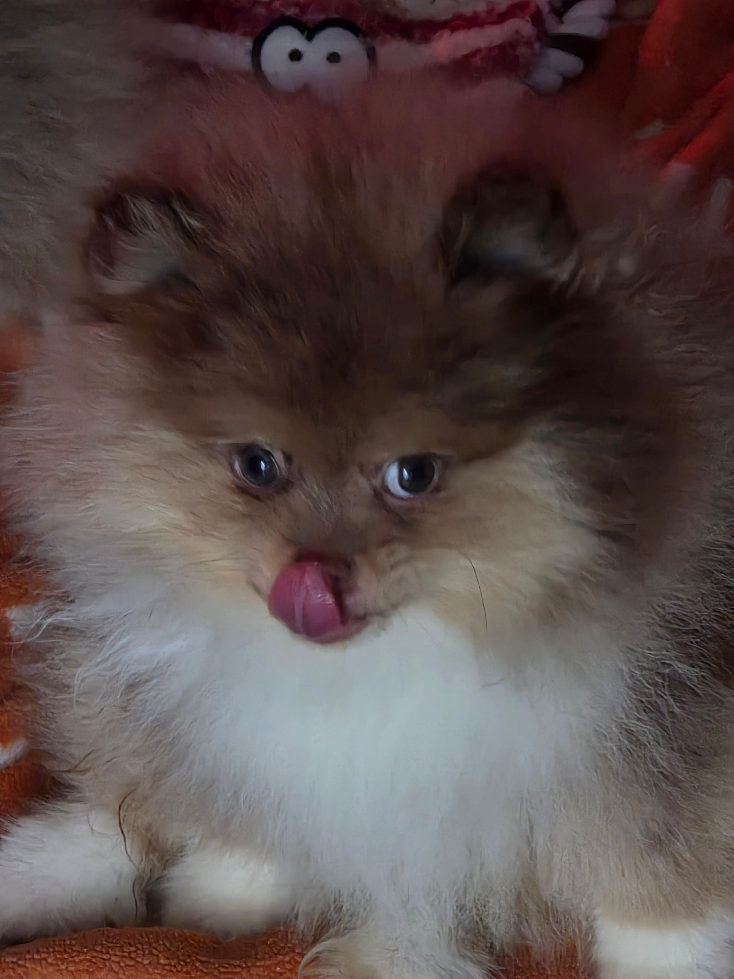 Ckc tiny teddy bear face bo – Pomeranian puppy for sale in Fort Wayne, IN