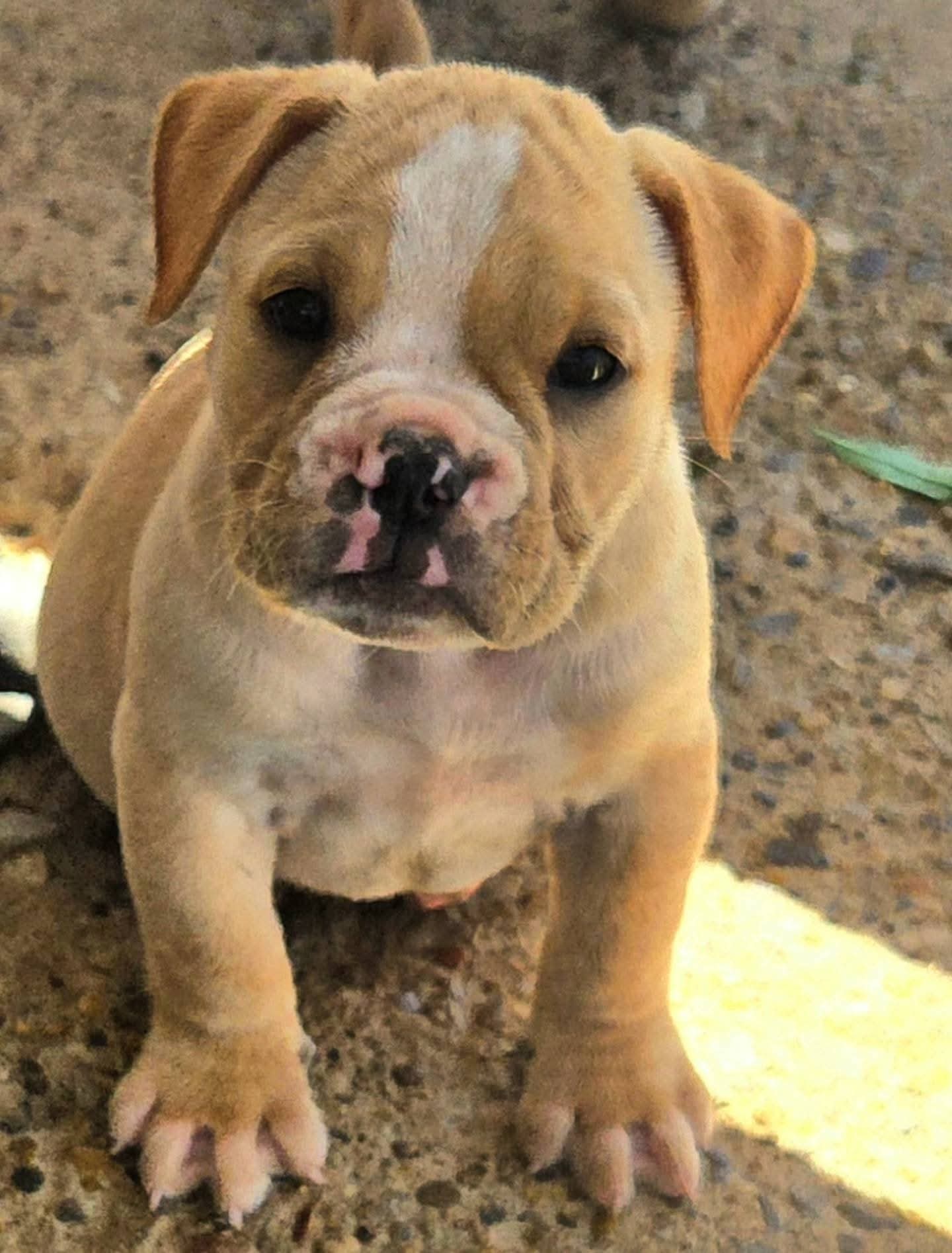Truffle – Olde English Bulldogge puppy for sale in Frederick, OK