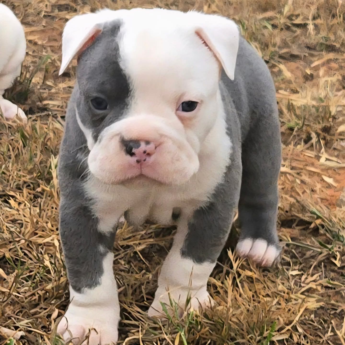 Azul – Olde English Bulldogge puppy for sale in Frederick, OK