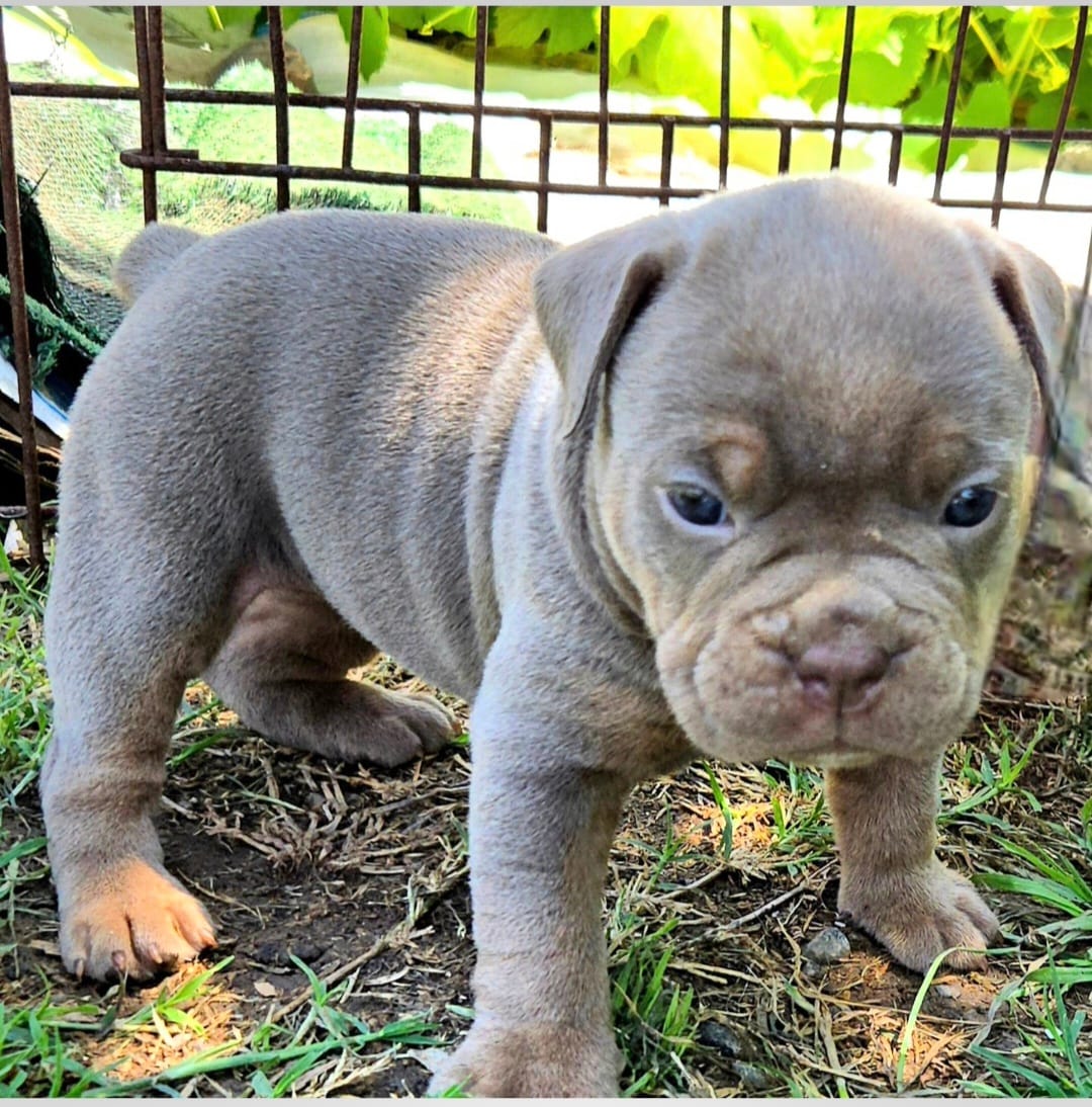 Lavender  – Olde English Bulldogge puppy for sale in Frederick, OK