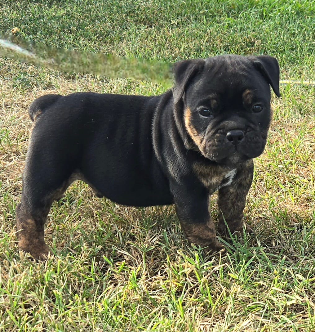 Diesel – Olde English Bulldogge puppy for sale in Frederick, OK