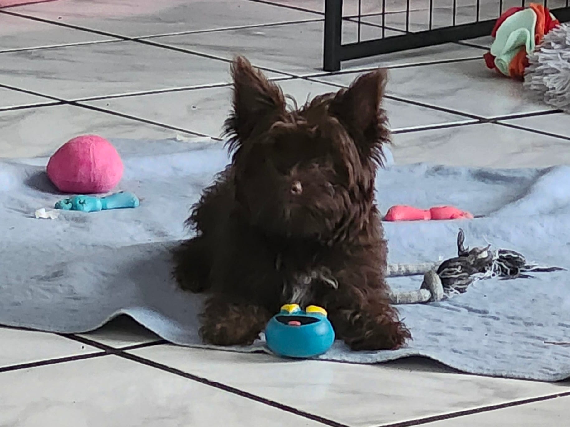 Robin – Yorkshire Terrier puppy for sale in Holiday, FL