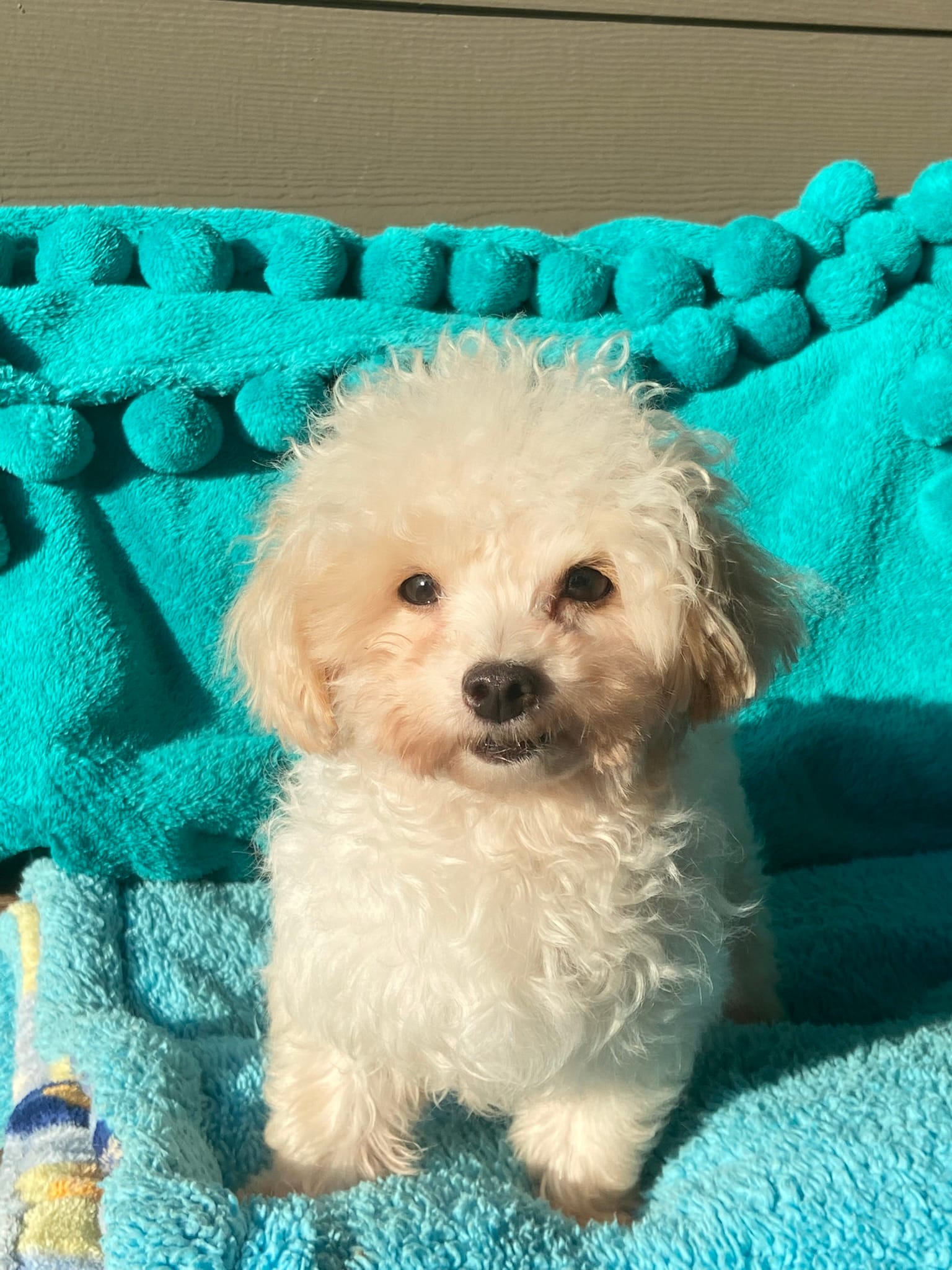 Bentley – Maltipom puppy for sale in Tracy, CA