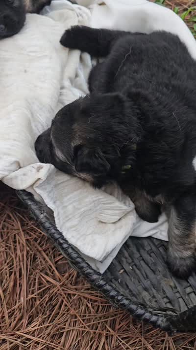 Long haired Green collar, a female German Shepherd Dog for sale in Chatsworth, GA – 2 of 10
