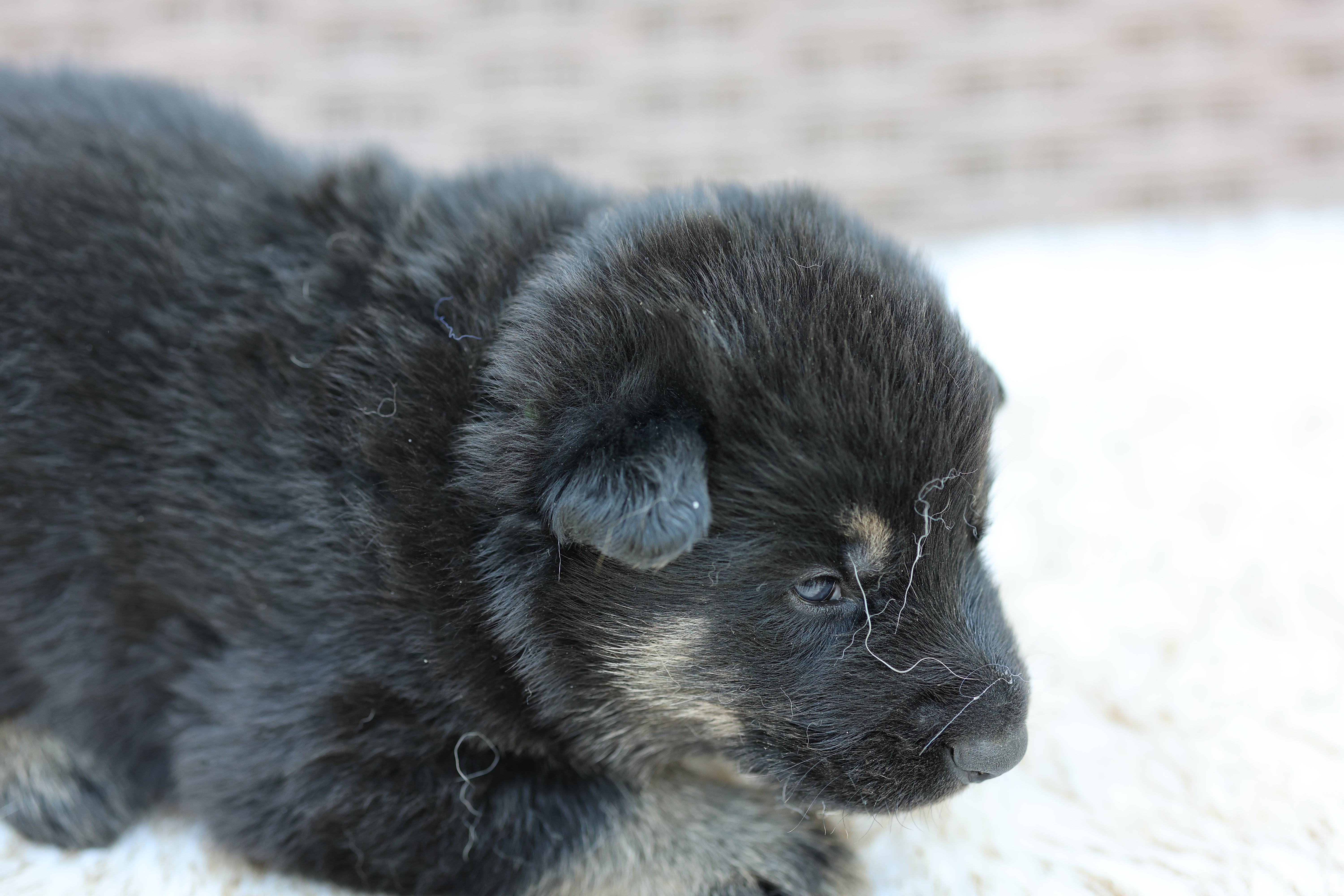 Green collar (long hair) – German Shepherd Dog puppy for sale in Chatsworth, GA