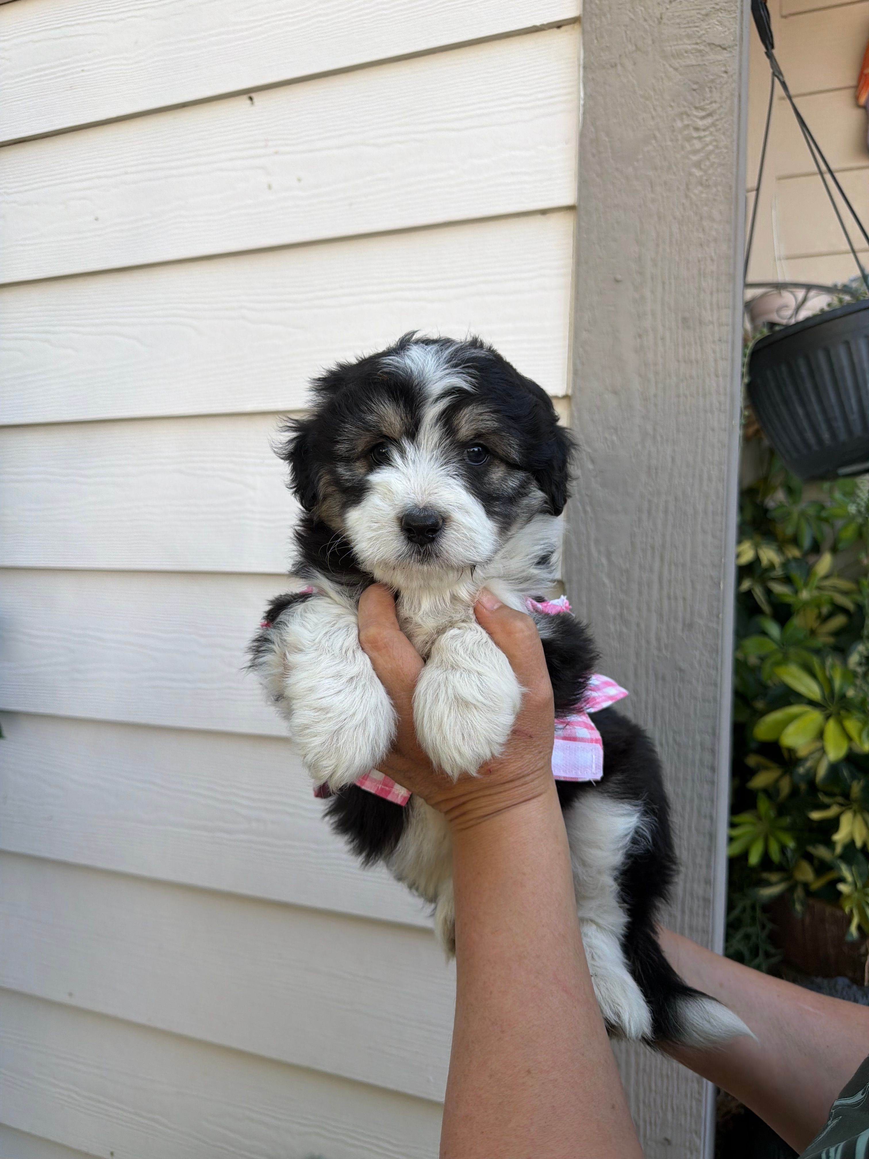 Luna – Australian Shepherd, Maltipoo puppy for sale in Palmdale, CA