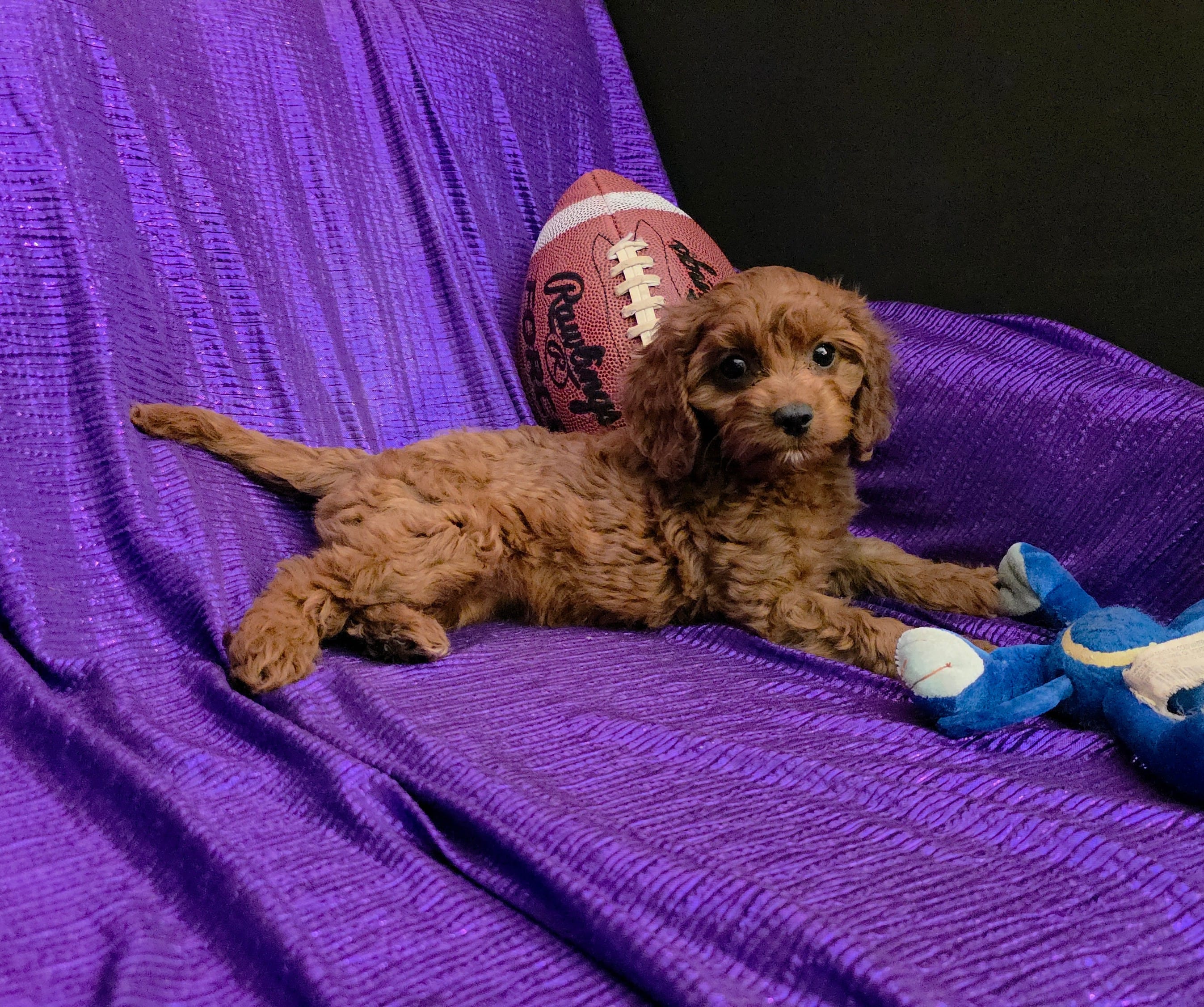 LITTLE MAX  NO SHED FLUFFY – Cavapoo, Cavalier King Charles Spaniel puppy for sale in Bettendorf, IA