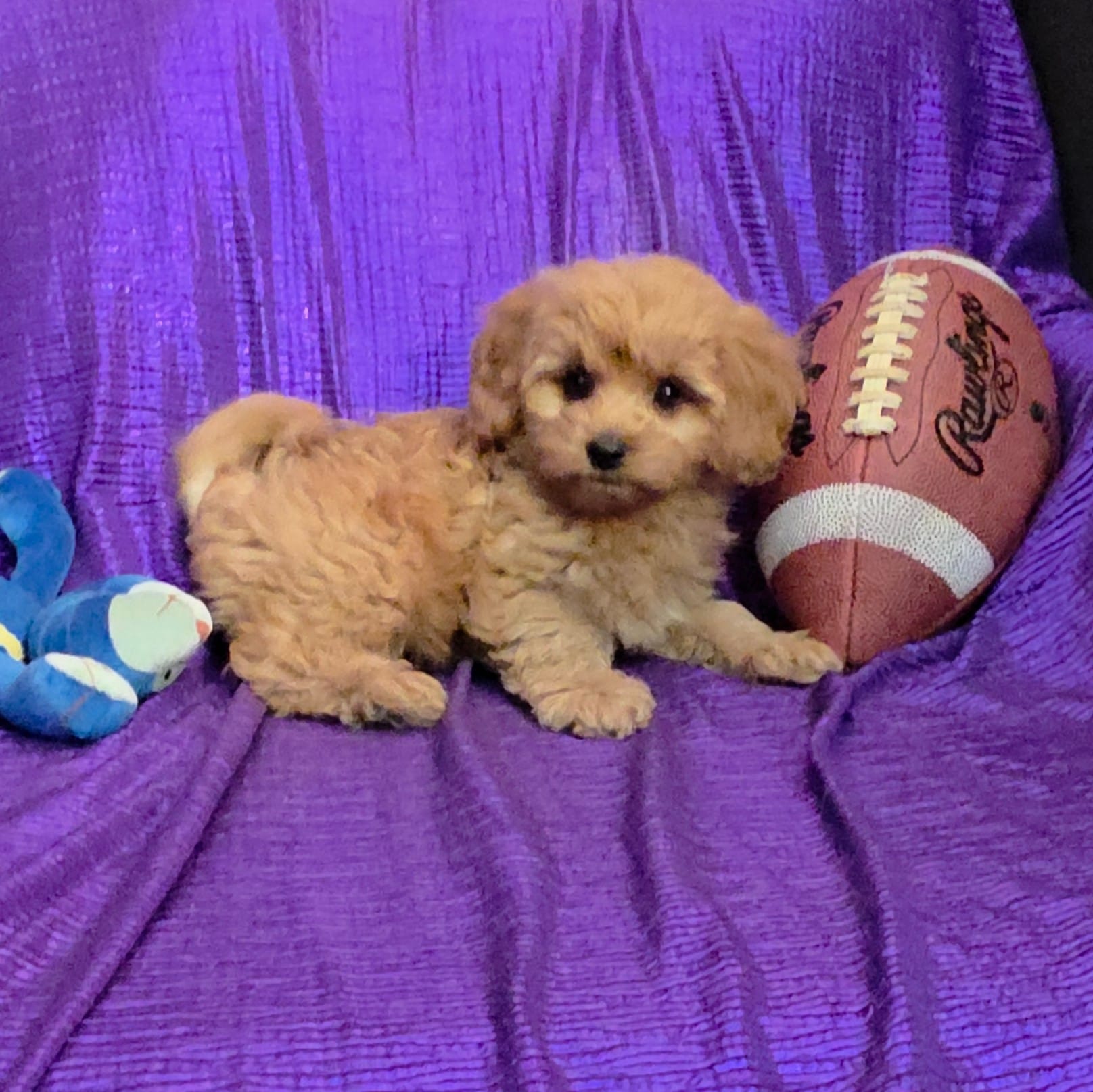 NEW PUPPY  GOLDEN  little KING FLUFFy – Cavapoo puppy for sale in Bettendorf, IA
