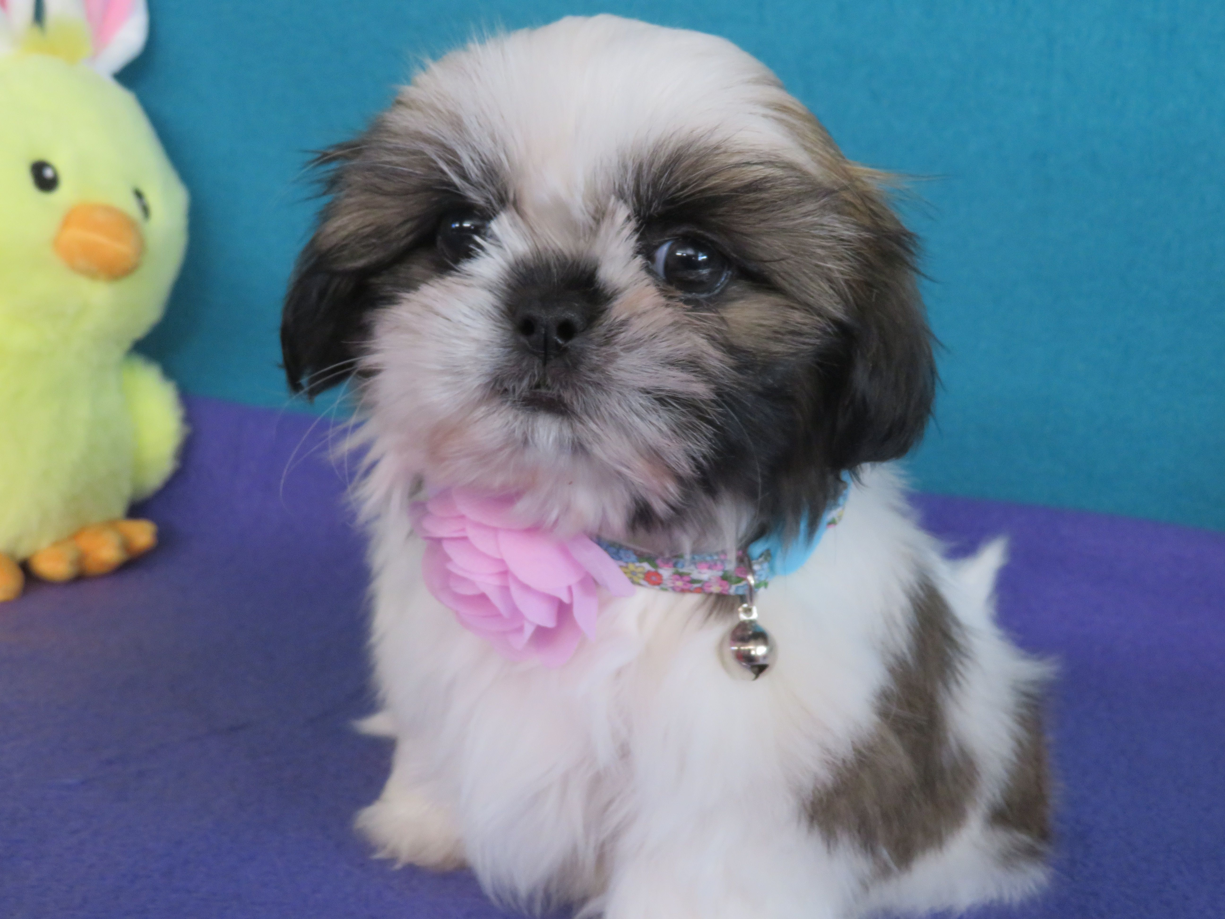Gypsy – Shih Tzu puppy for sale in Phelan, CA
