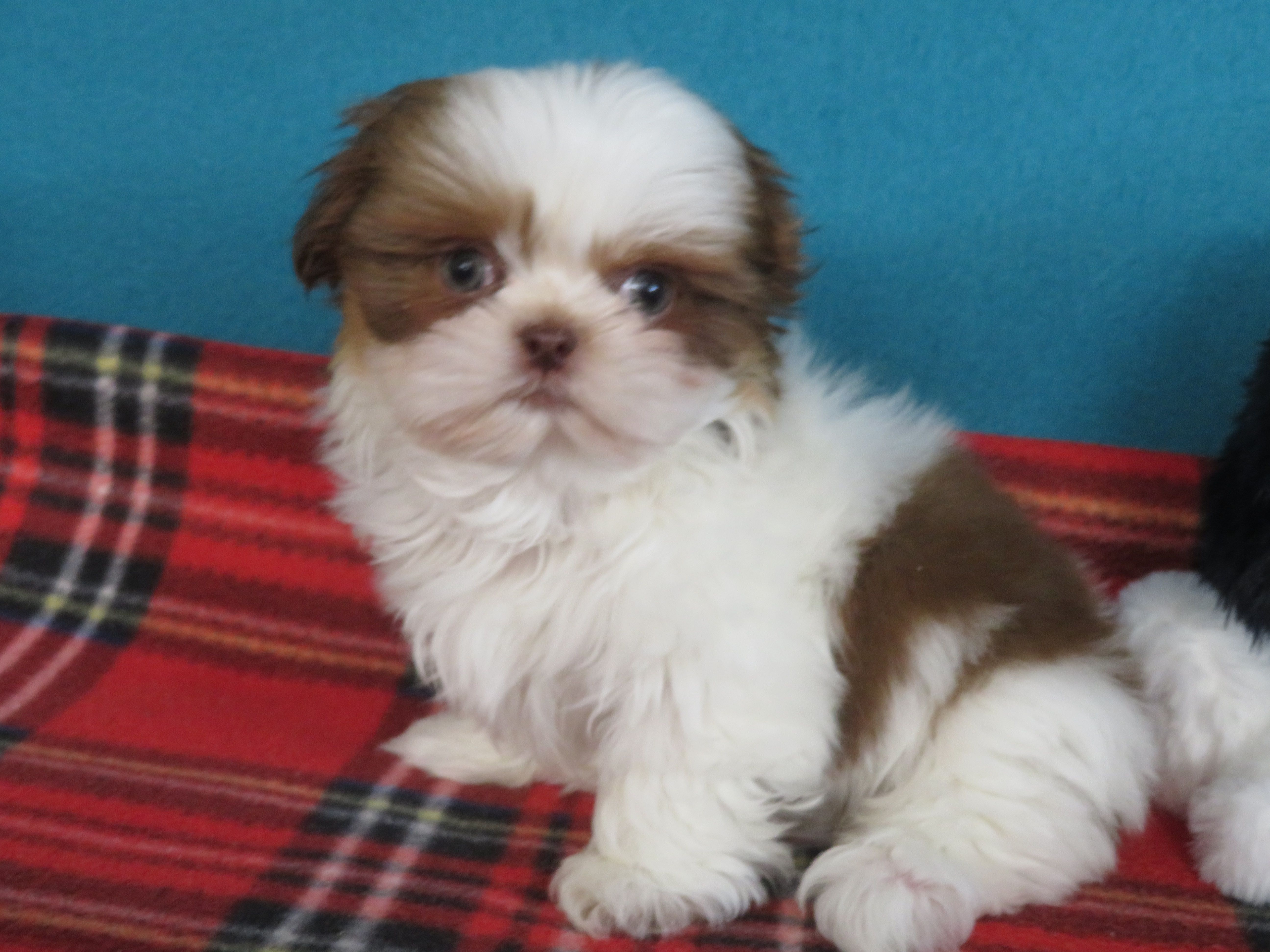 Rocky – Shih Tzu puppy for sale in Phelan, CA