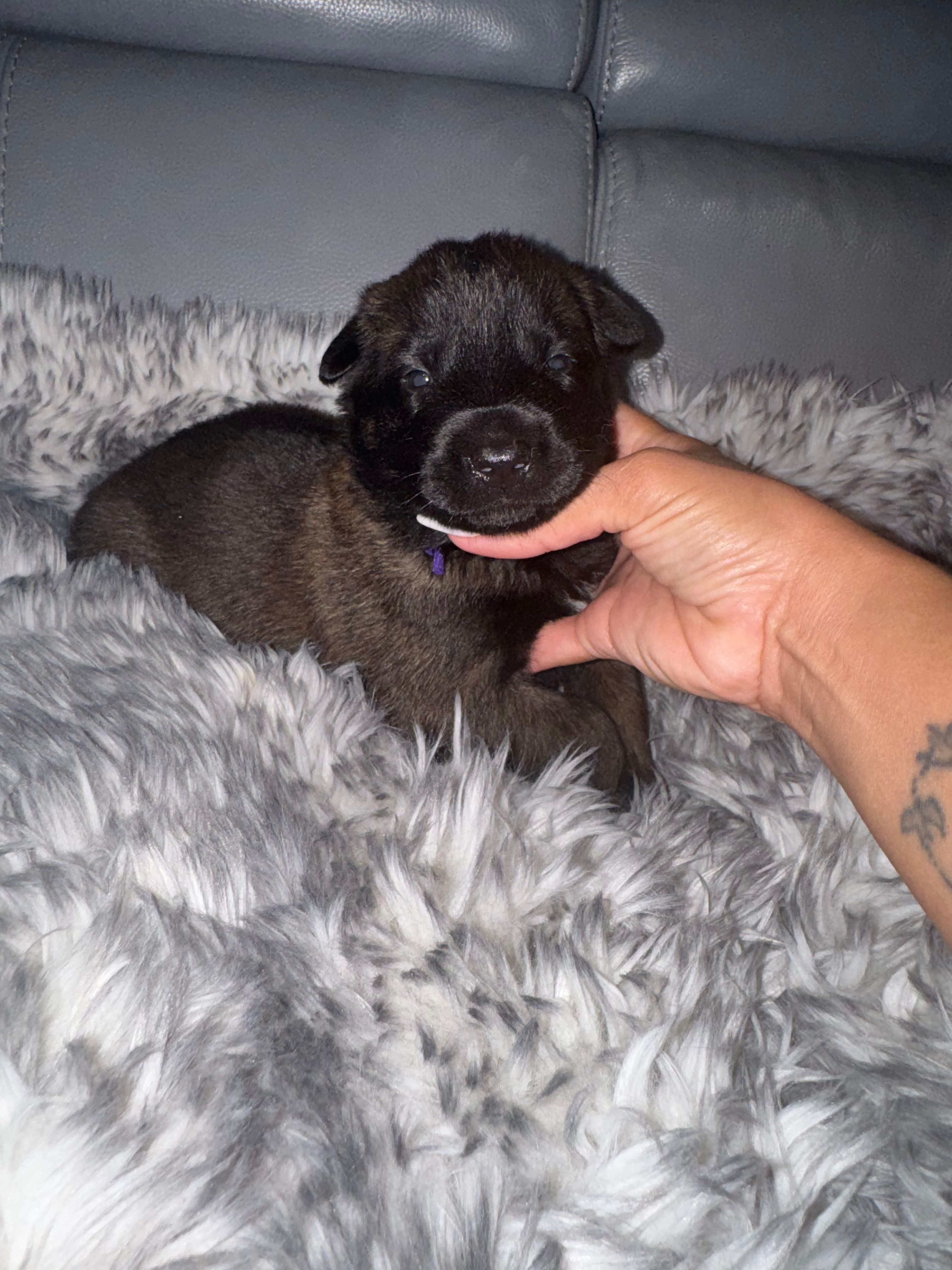 Purple-collar – Belgian Malinois puppy for sale in Lehigh Acres, FL