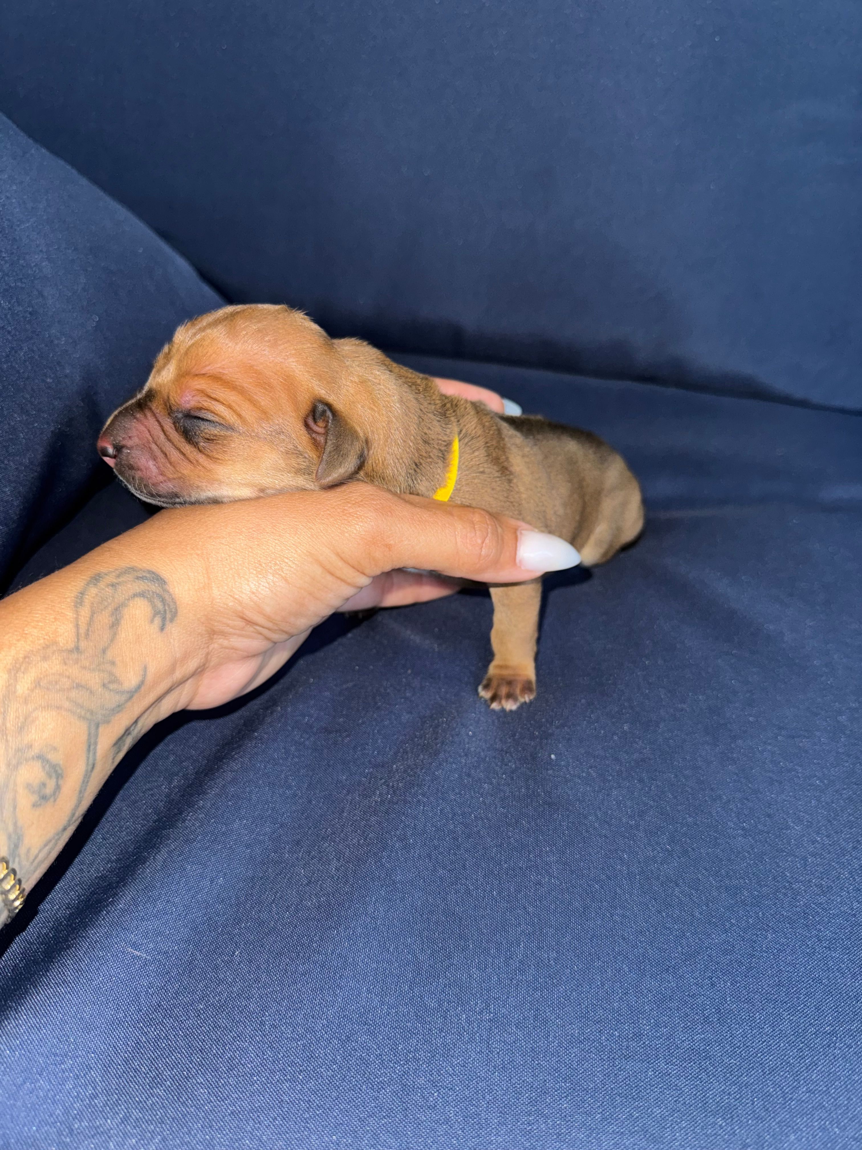 Yellow collar – Rhodesian Ridgeback puppy for sale in Lehigh Acres, FL