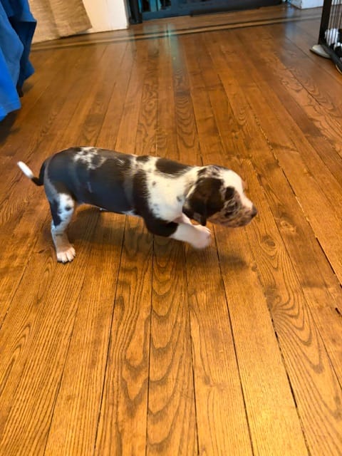 Chief – Catahoula Leopard Dog puppy for sale in Libertyville, IL
