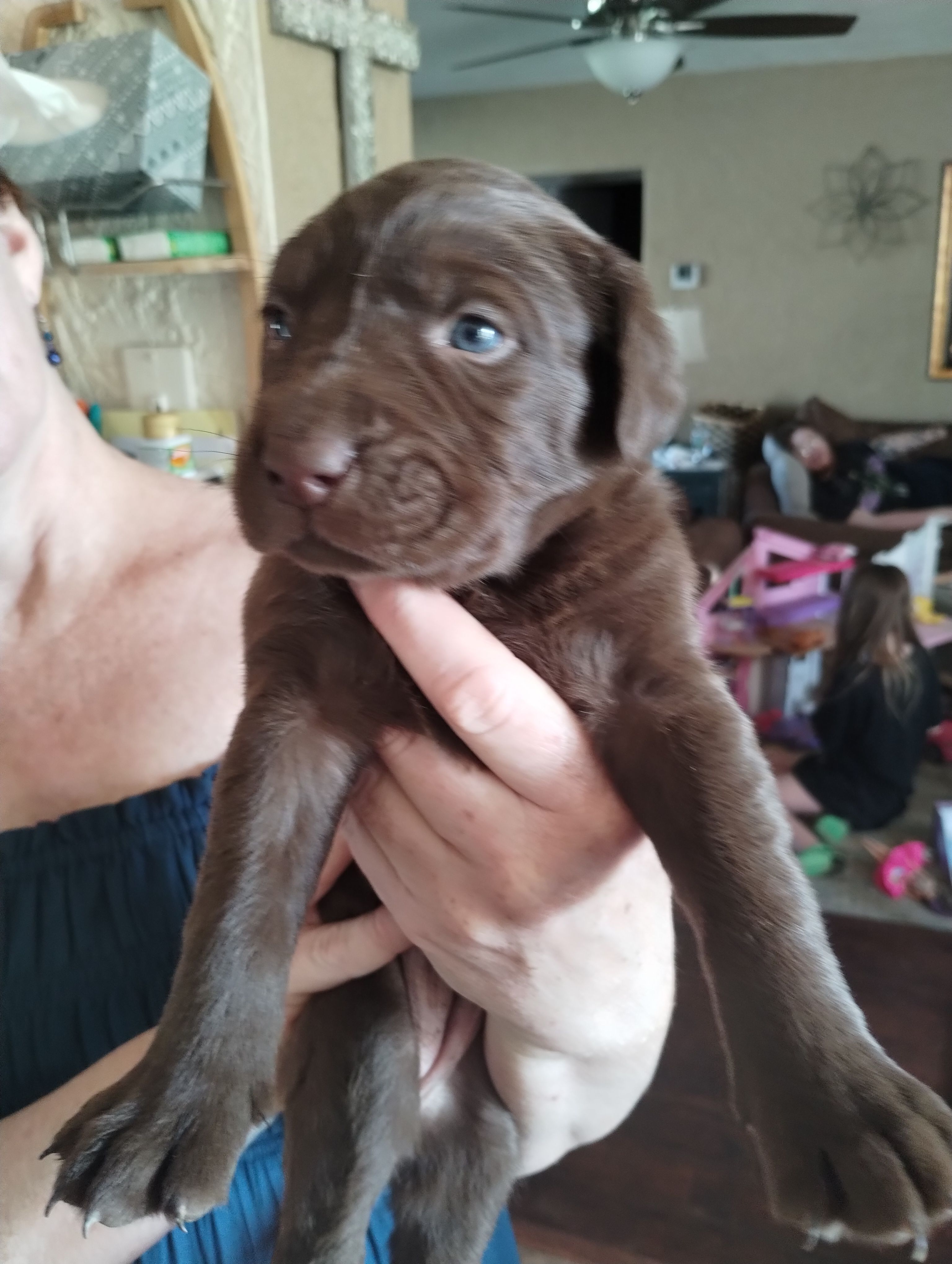 Valentina  – Labrador Retriever puppy for sale in Eldon, MO