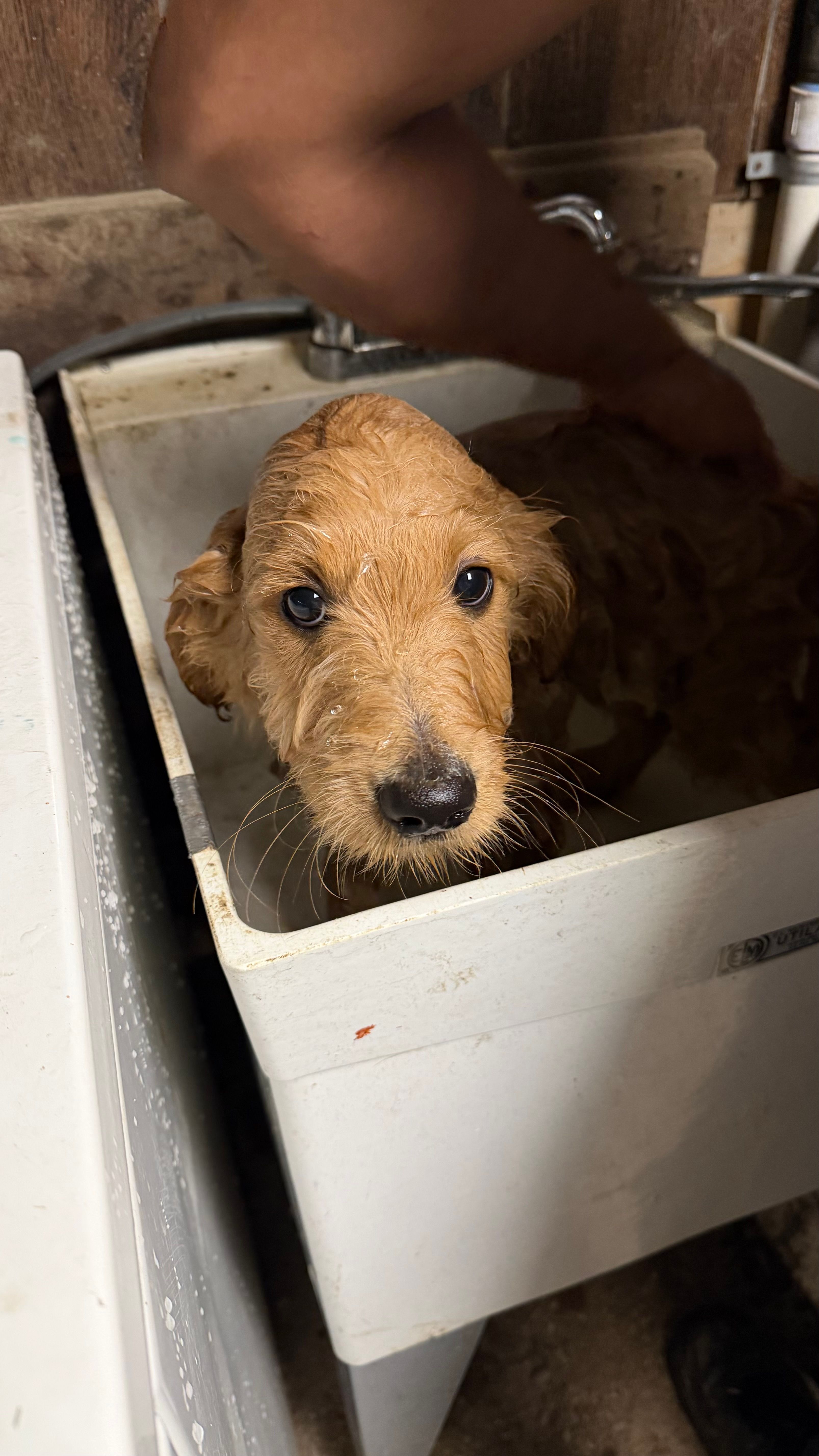 Meatball – Goldendoodle puppy for sale in Cranston, RI