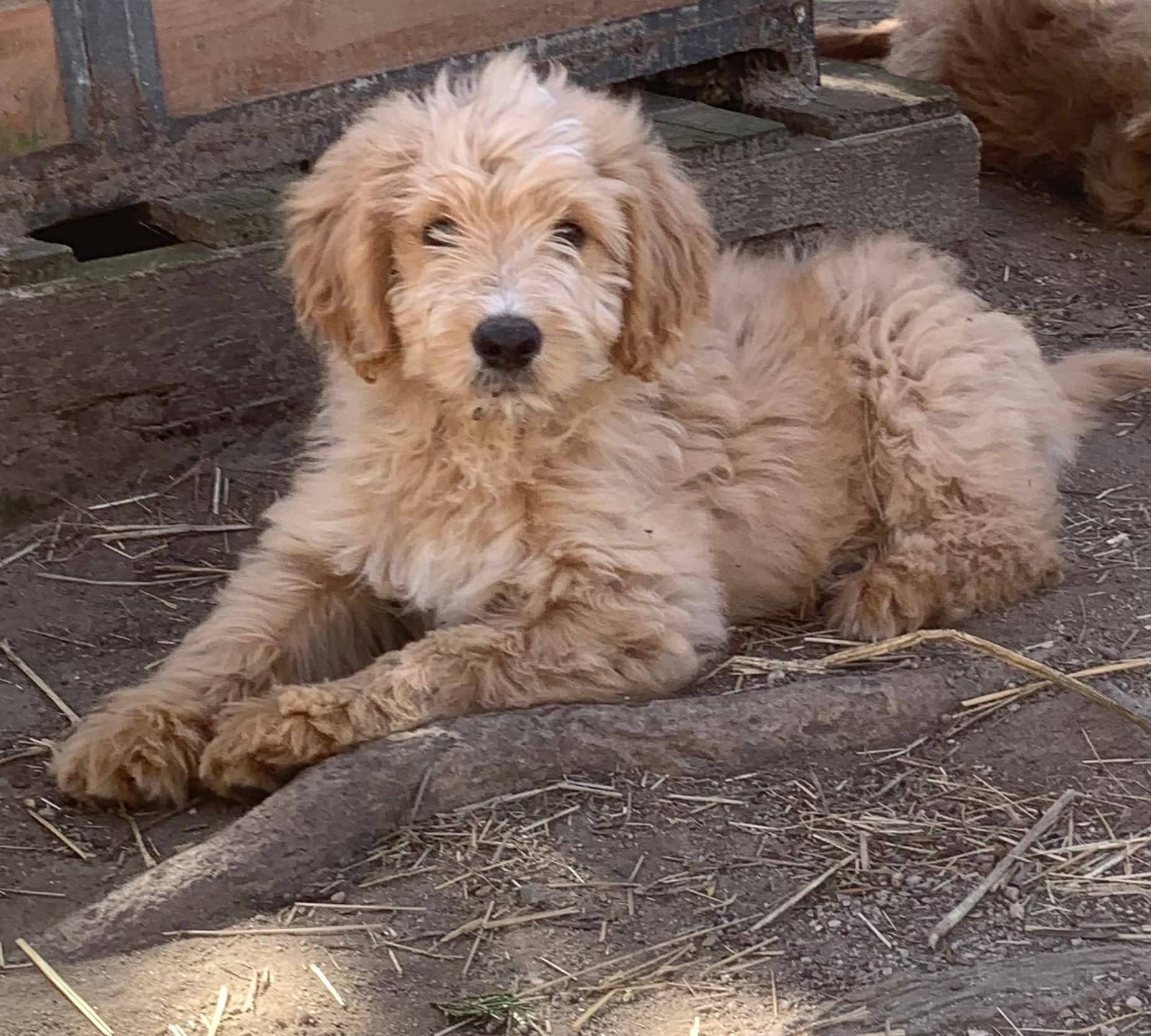 Pup 1 – Goldendoodle puppy for sale in Cranston, RI