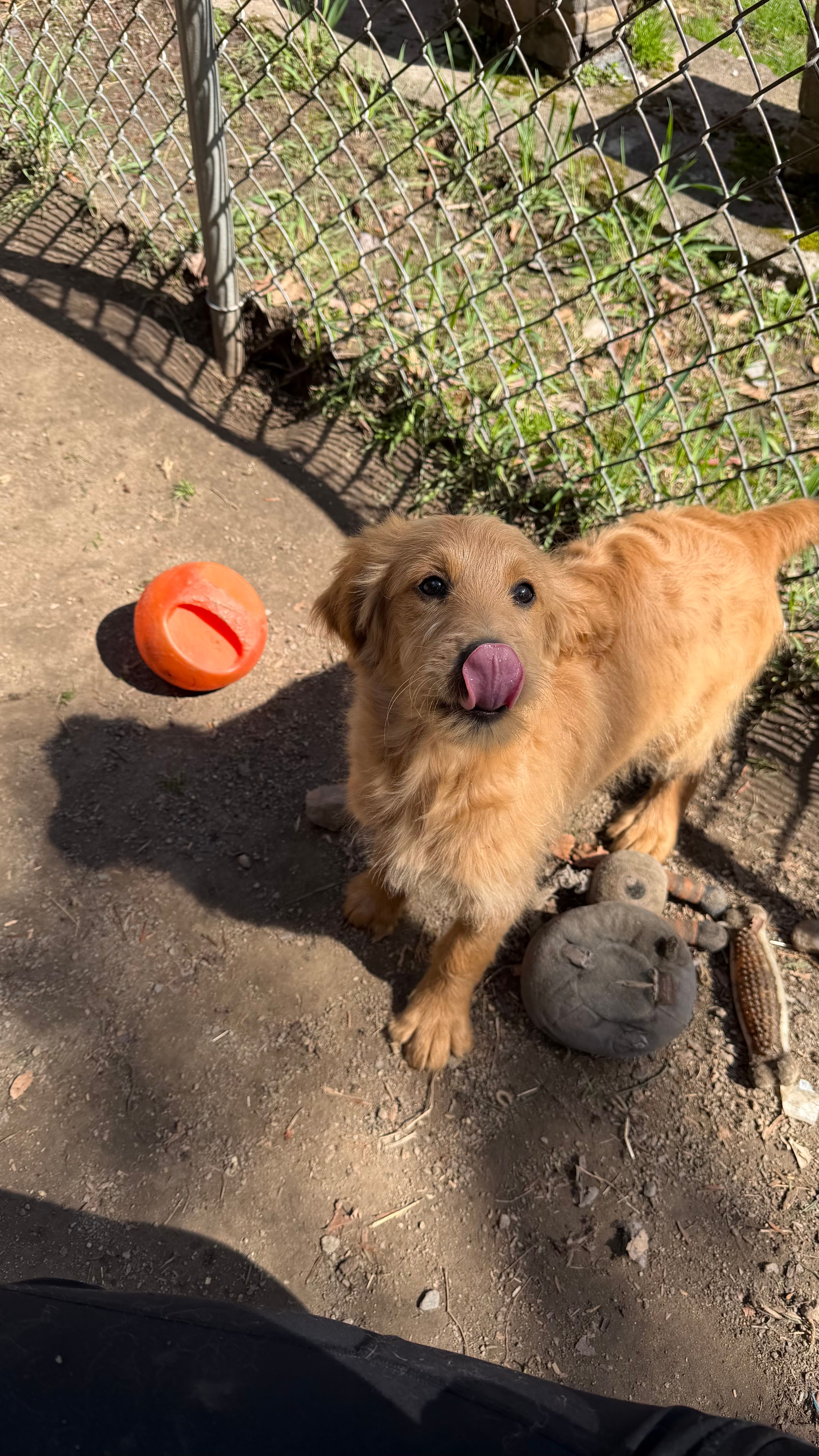 Pupp – Goldendoodle puppy for sale in Cranston, RI