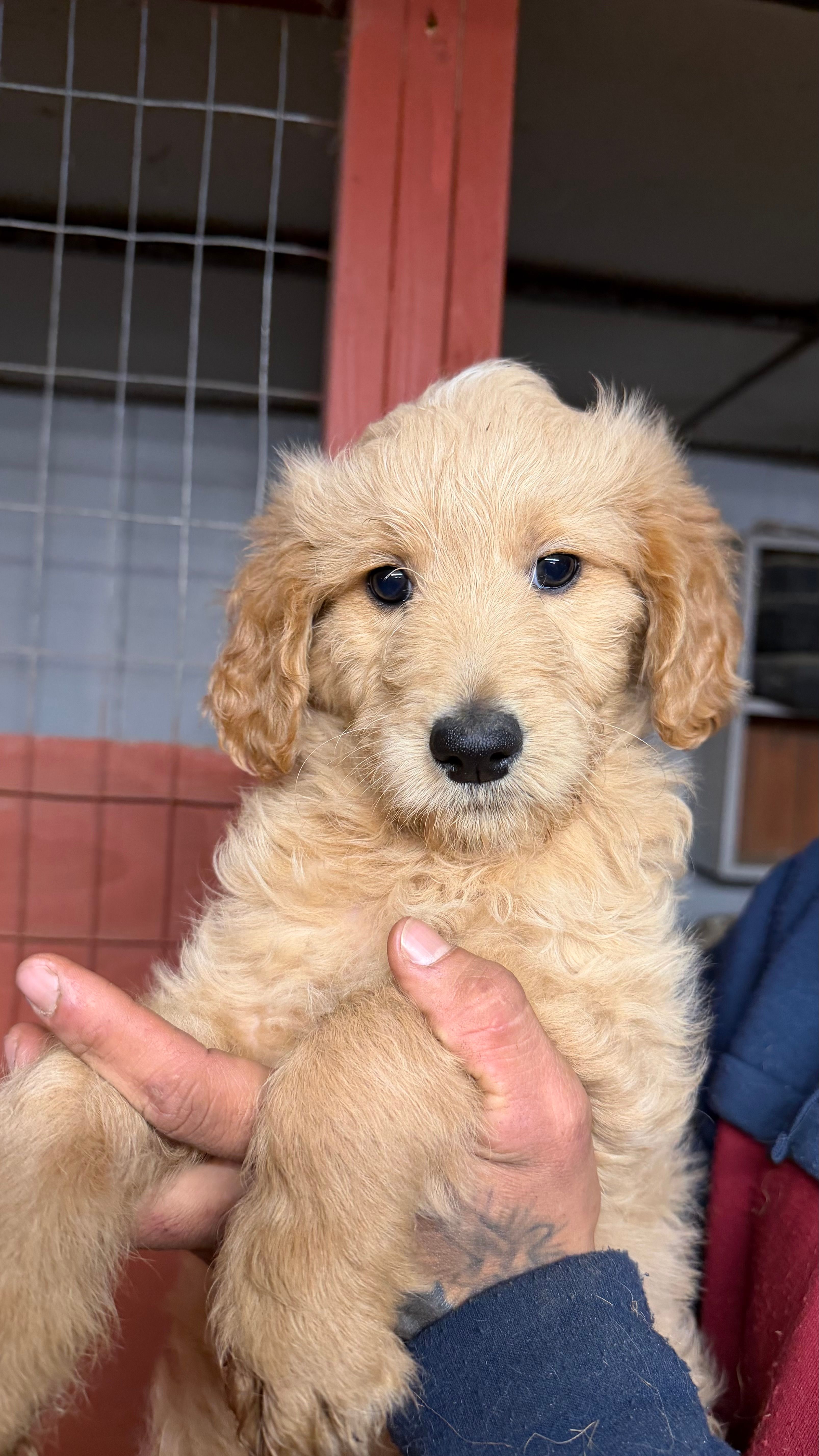 Puppy – Goldendoodle puppy for sale in Cranston, RI