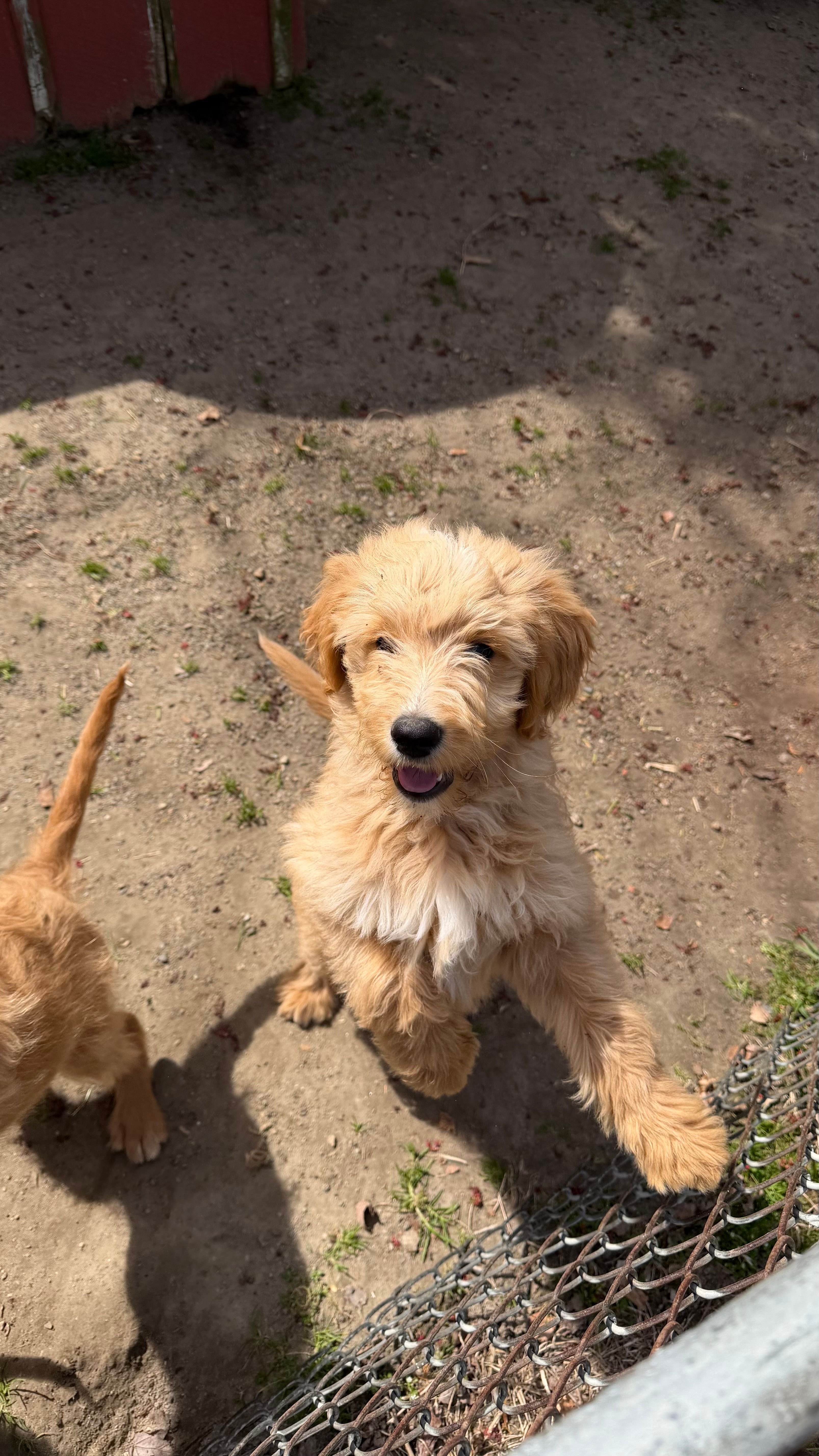 Puppy – Goldendoodle puppy for sale in Cranston, RI