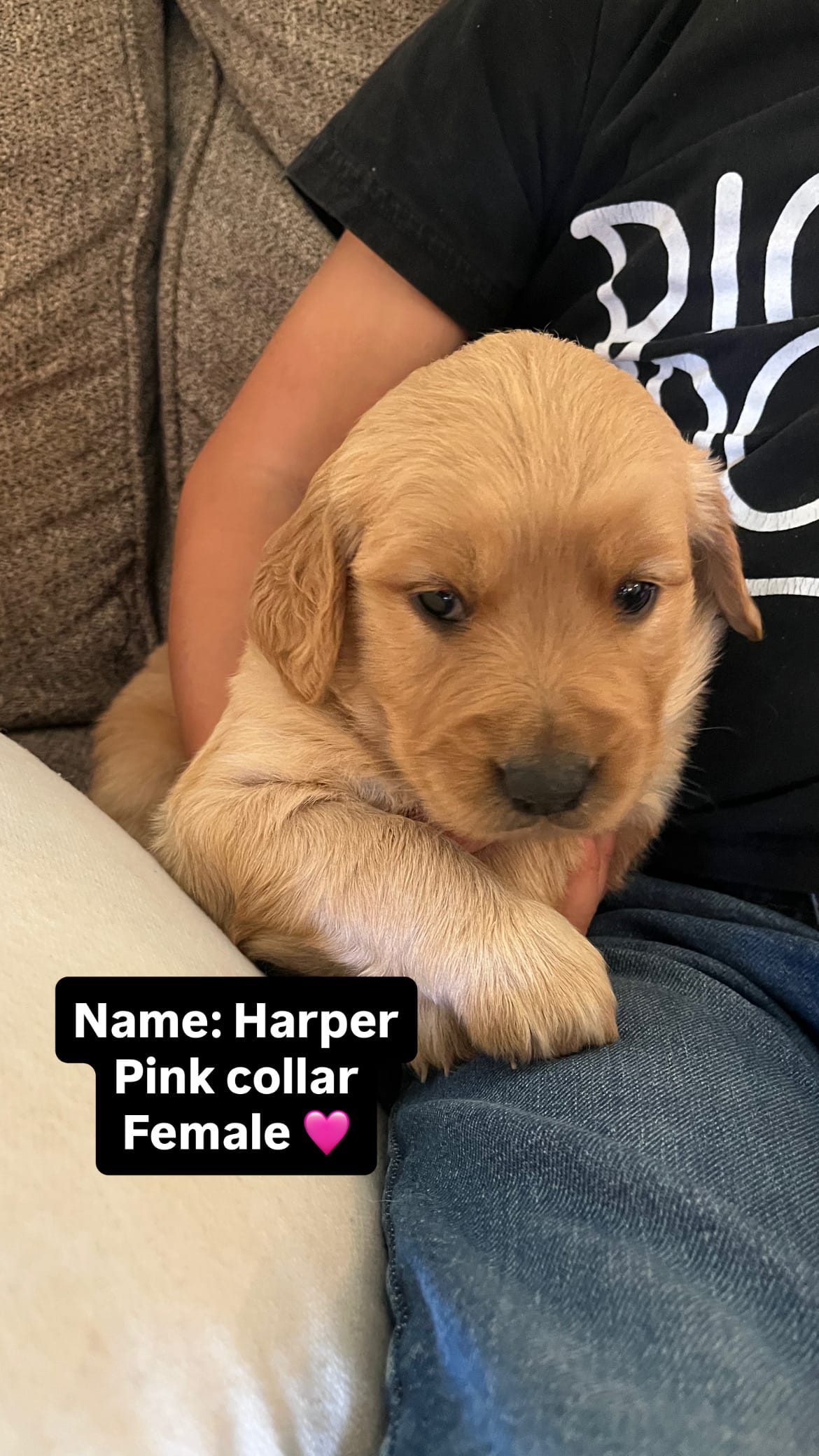 Harper  – Golden Retriever puppy for sale in Seymour, MO
