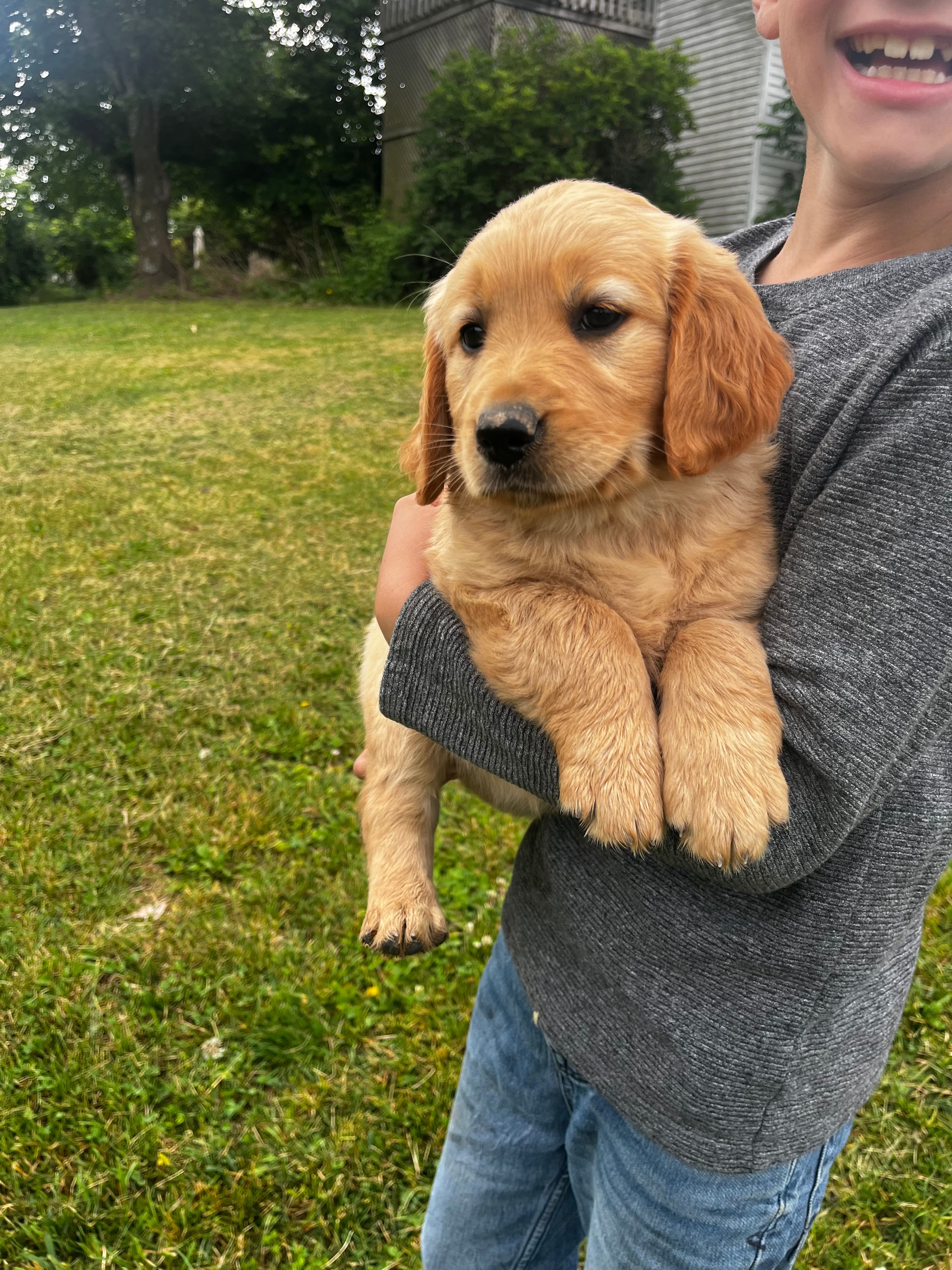 Hazel – Golden Retriever puppy for sale in Seymour, MO