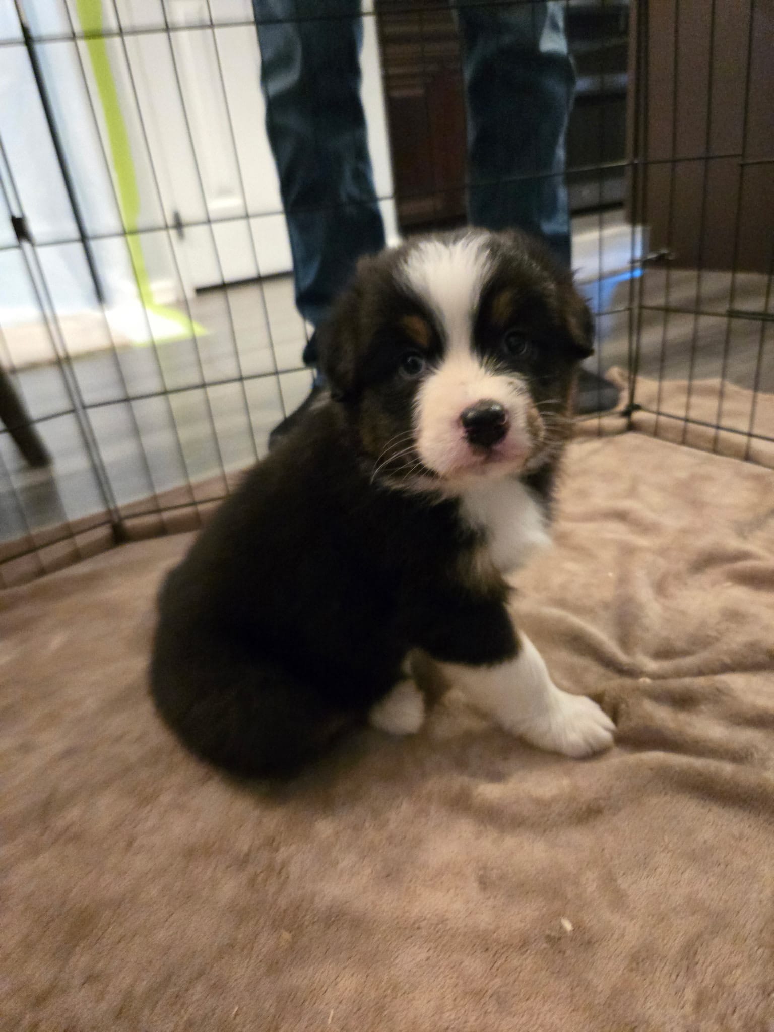 Sydney – Australian Shepherd puppy for sale in Indian Trail, NC