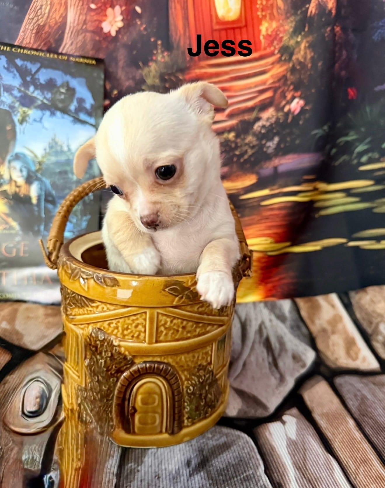 Jess – Chihuahua puppy for sale in Sault Sainte Marie, MI