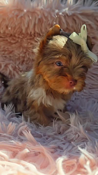 Princess Lyra By.Biewerlux, a female Yorkshire Terrier for sale in North Providence, RI – 2 of 2