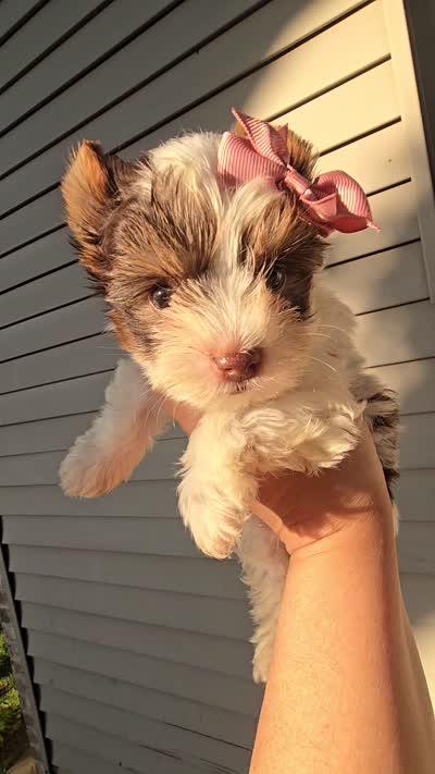 Aurora, a female Biewer for sale in North Providence, RI – 2 of 6