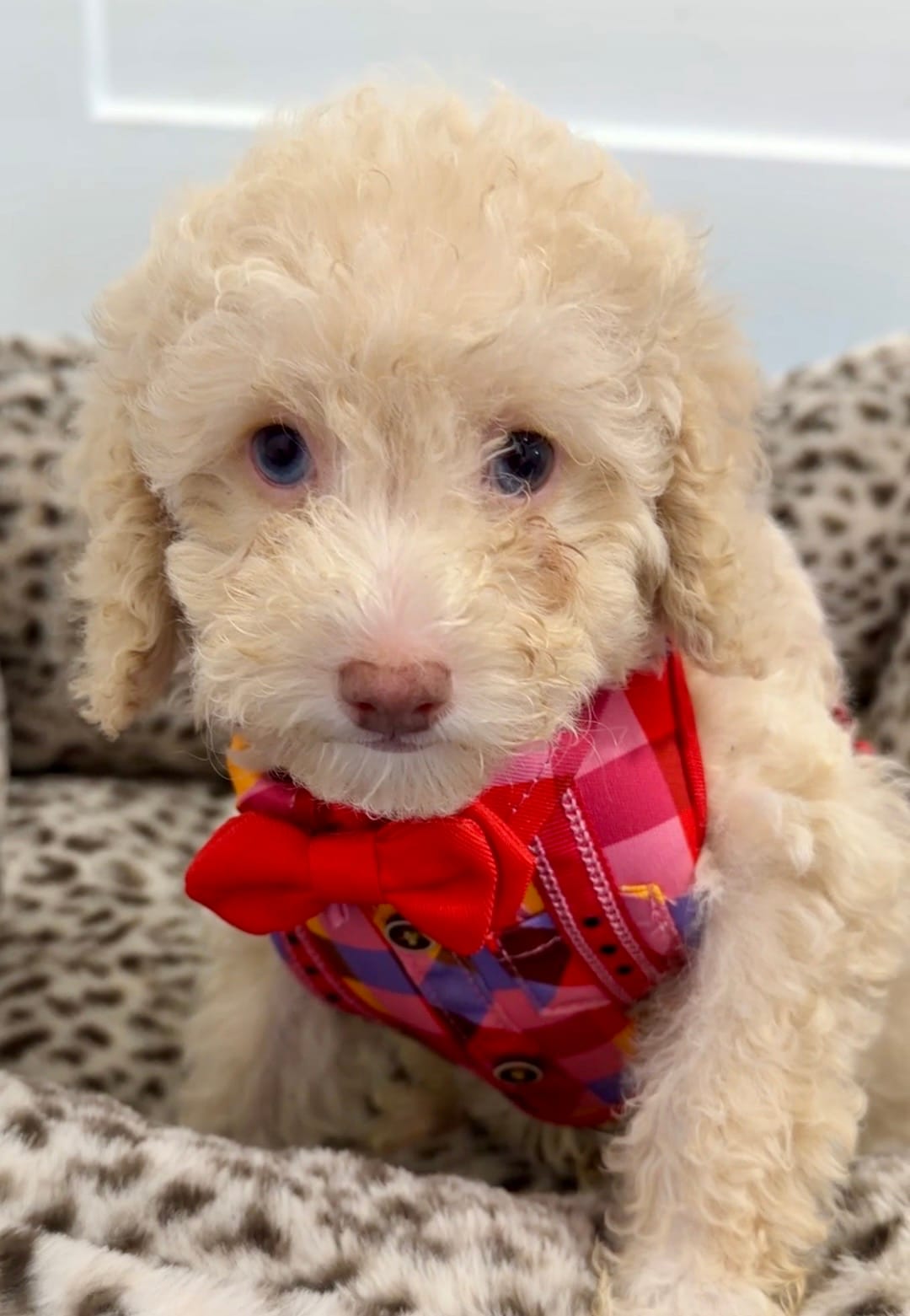 One blue eye GORGEOUS! – Poodle - Miniature  puppy for sale in Orlando, FL