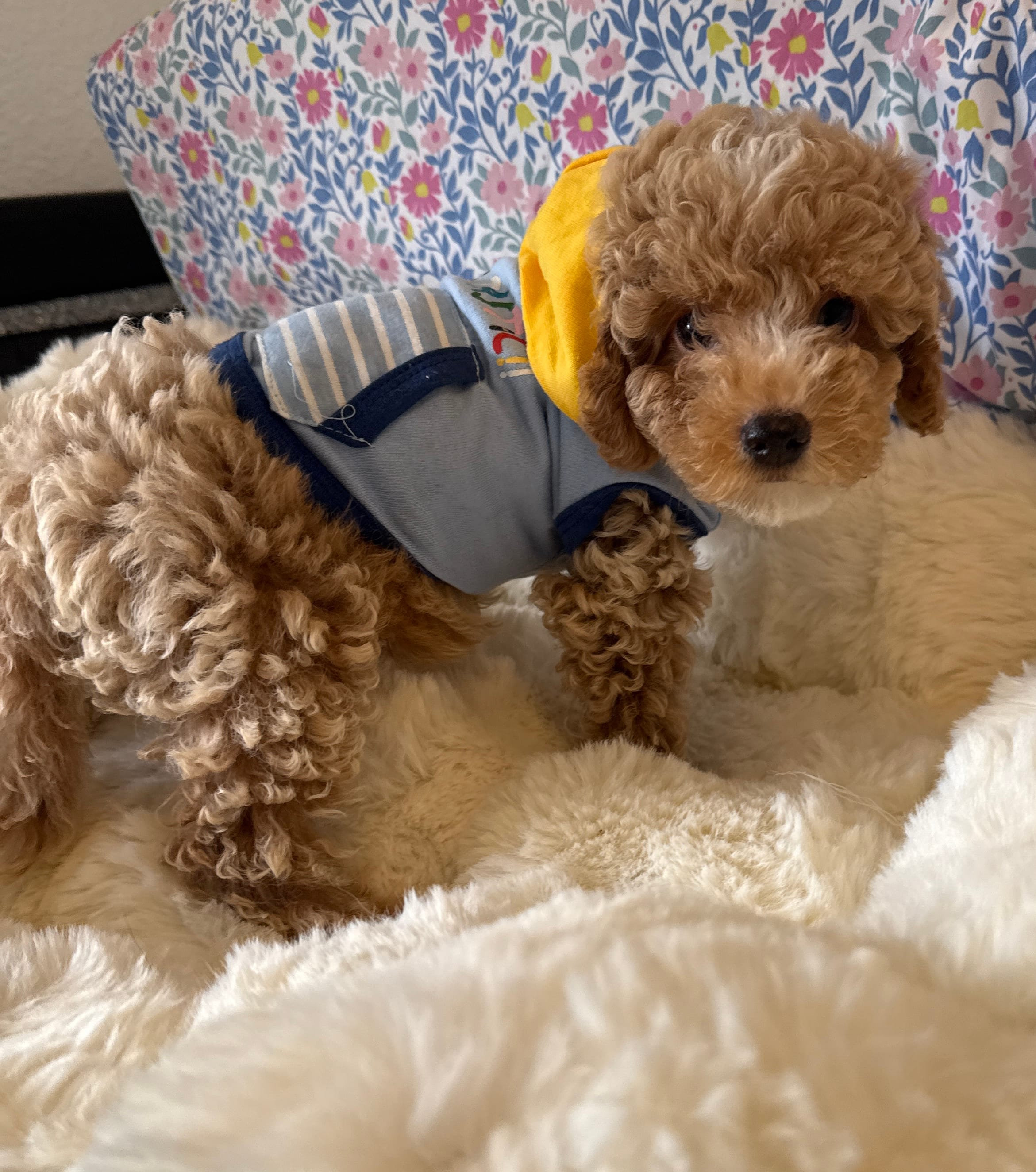 Mr. PERFECT! – Poodle - Miniature  puppy for sale in Orlando, FL