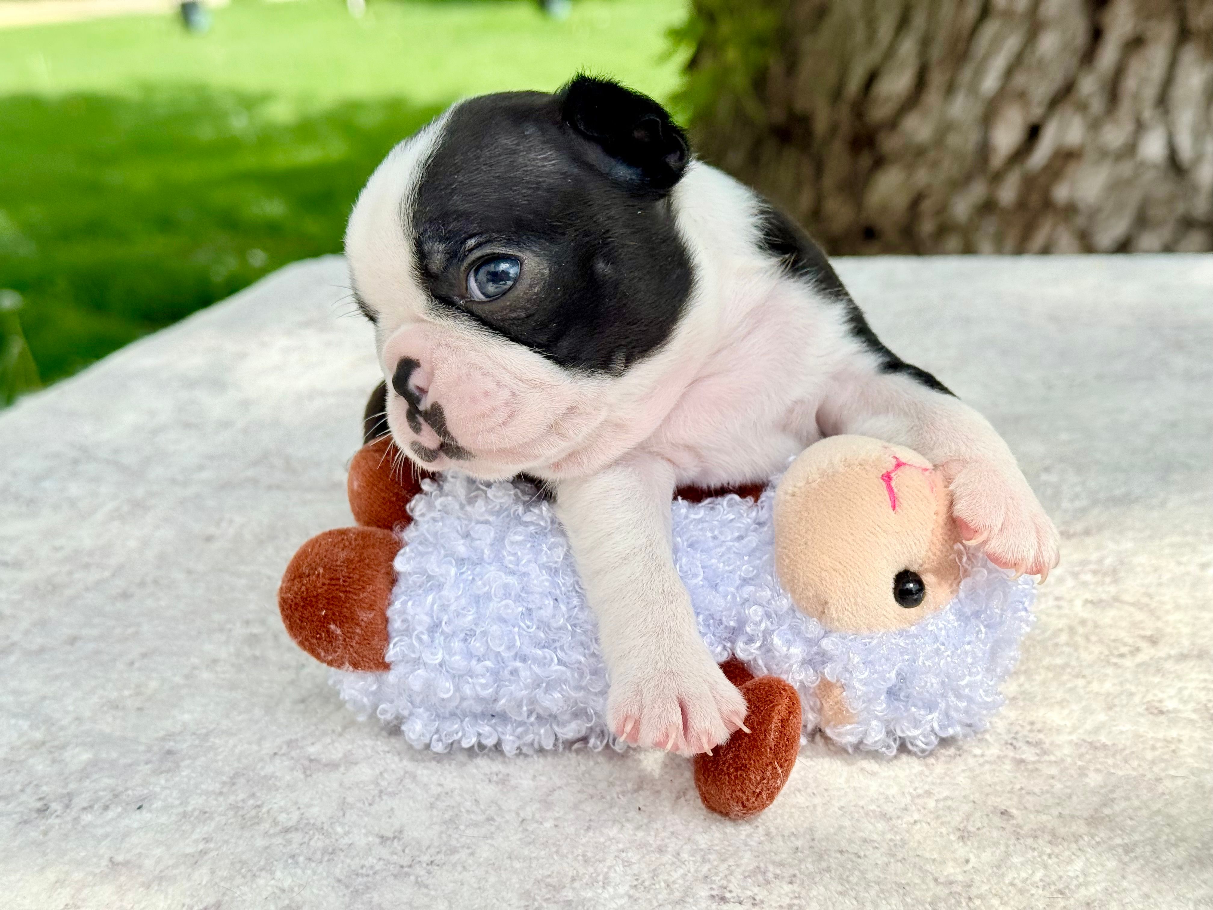 Dolly Pawton  – Boston Terrier puppy for sale in Linneus, MO
