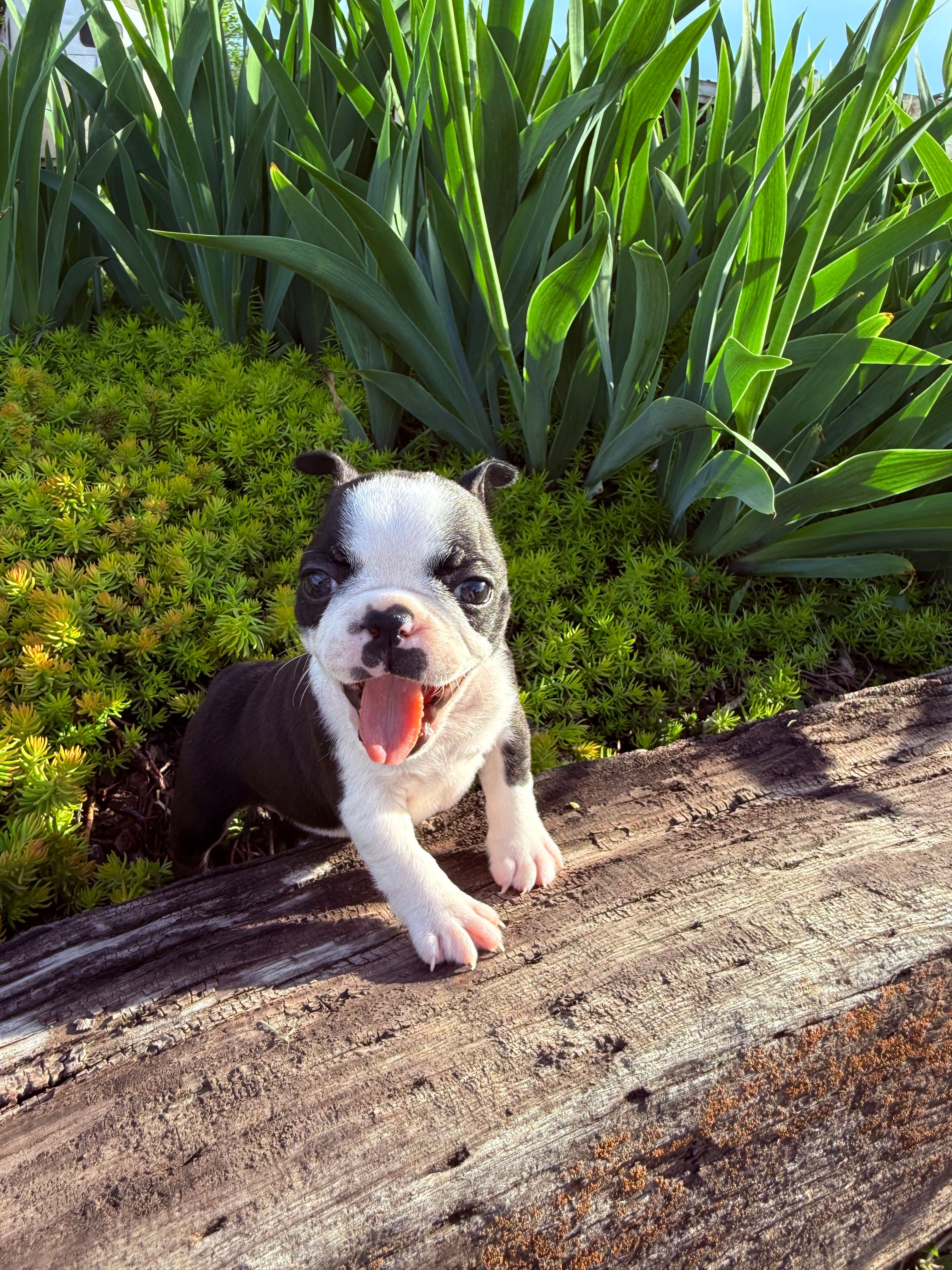 Dolly Pawton  – Boston Terrier puppy for sale in Linneus, MO