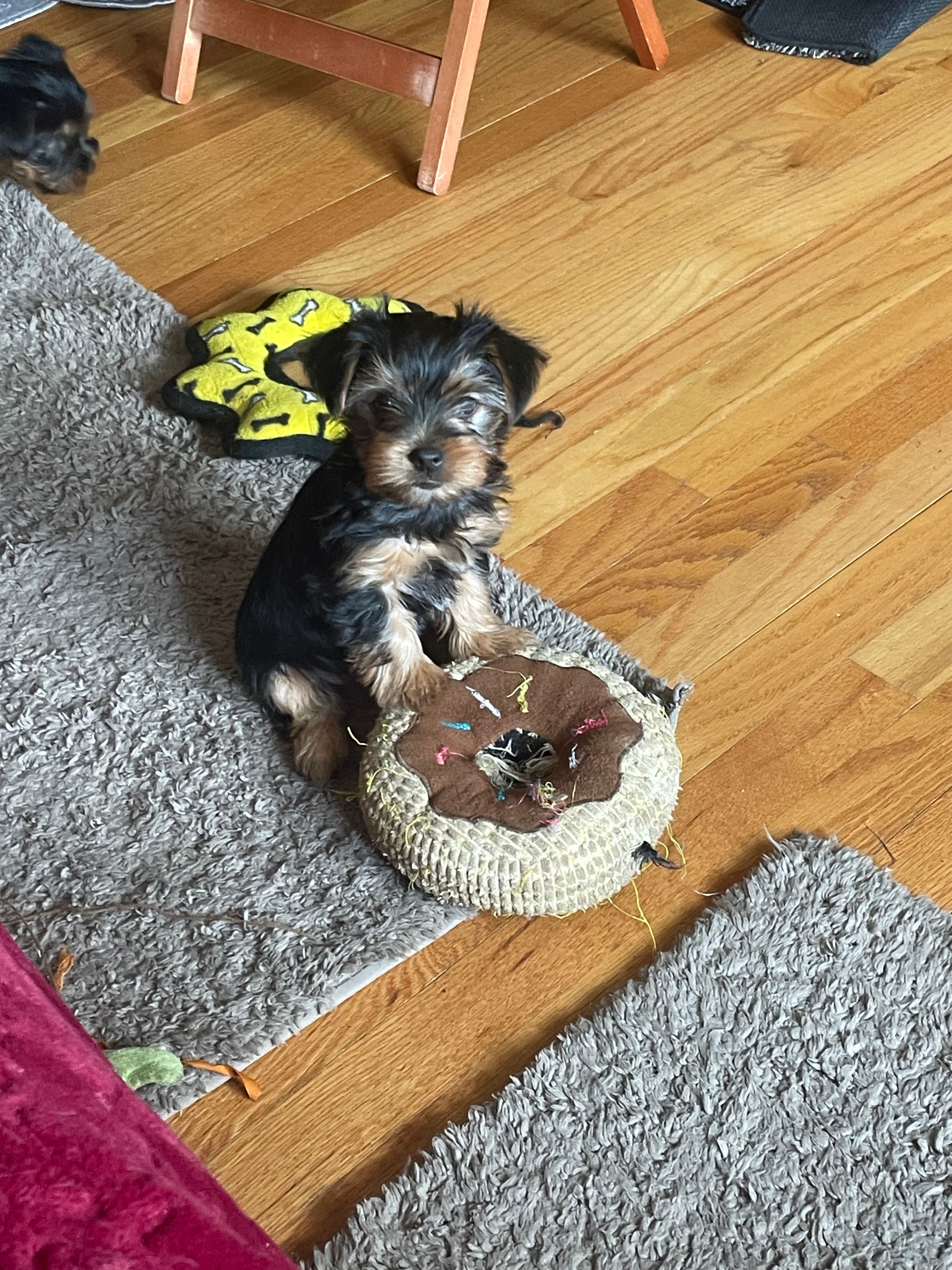 Ruby – Yorkshire Terrier puppy for sale in Mechanicsville, VA
