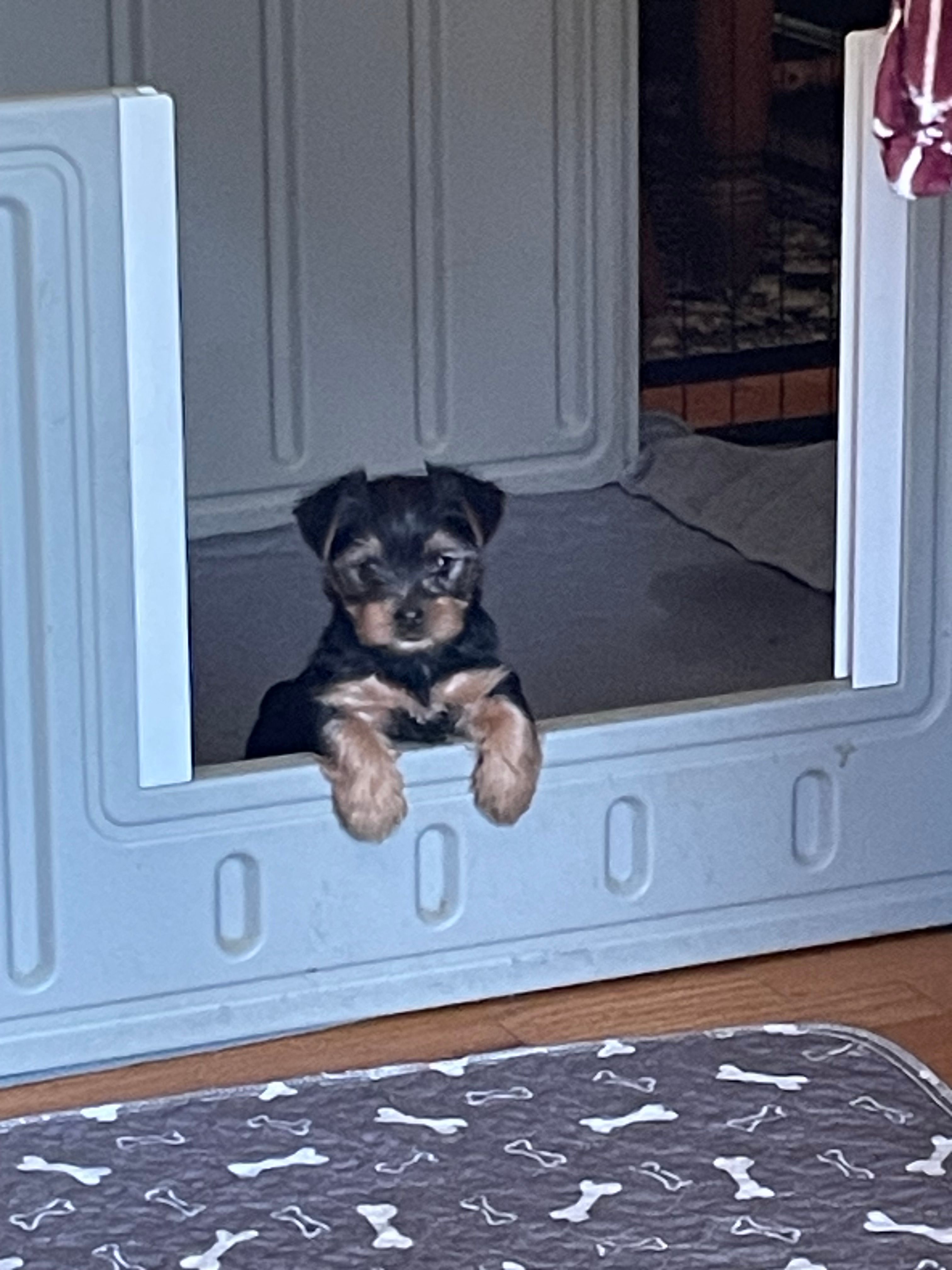 Ruby – Yorkshire Terrier puppy for sale in Mechanicsville, VA