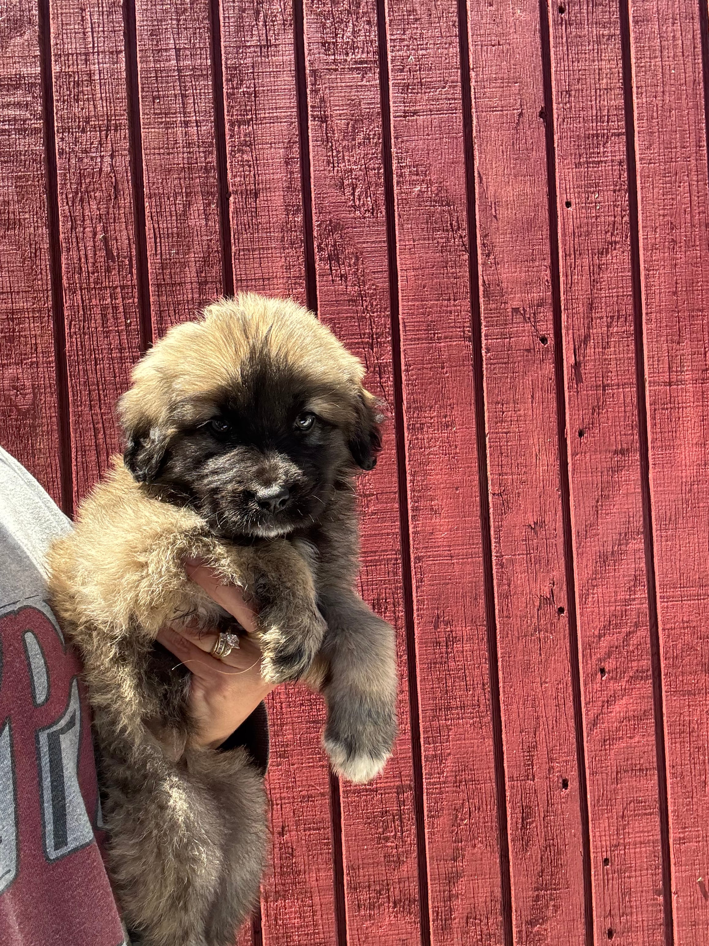 Sally – Labrador Retriever, English Mastiff puppy for sale in Springfield, MO