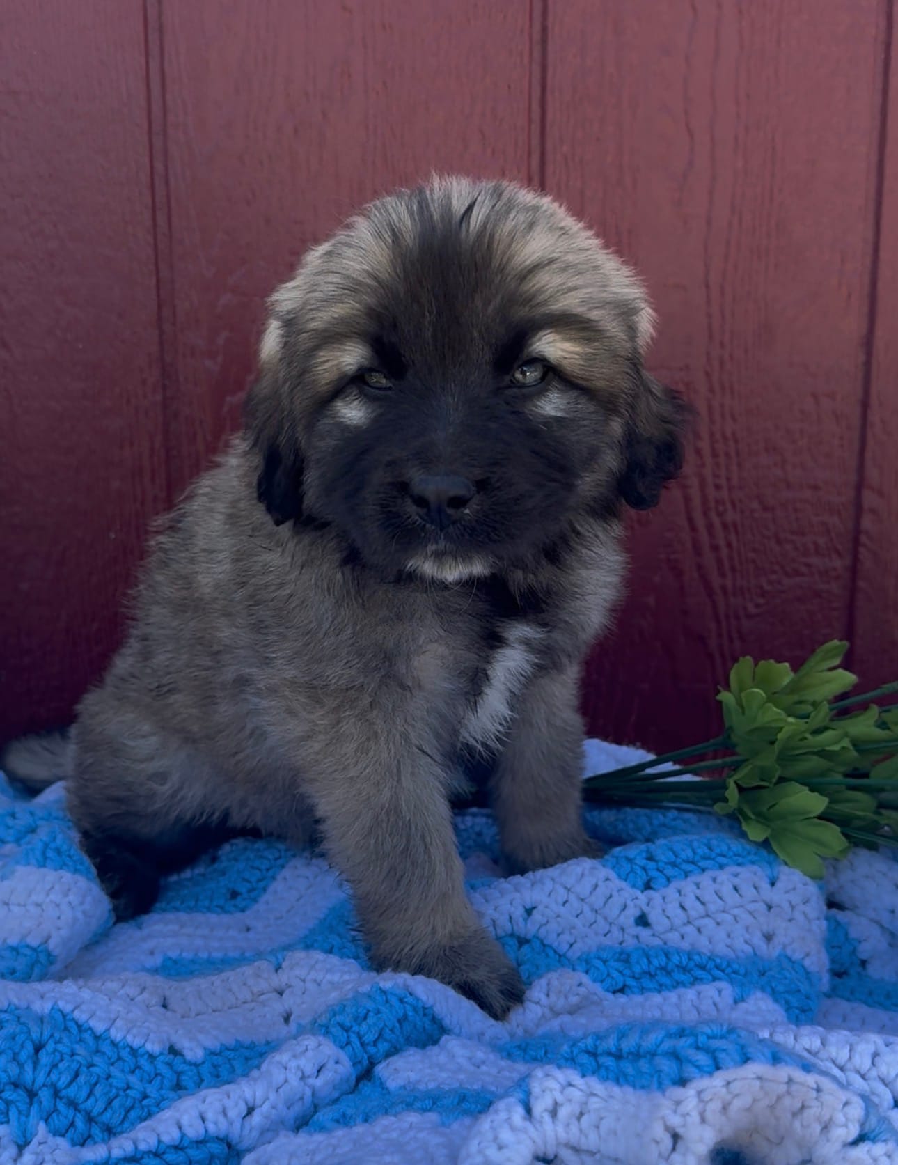 Tank – Labrador Retriever, English Mastiff puppy for sale in Springfield, MO