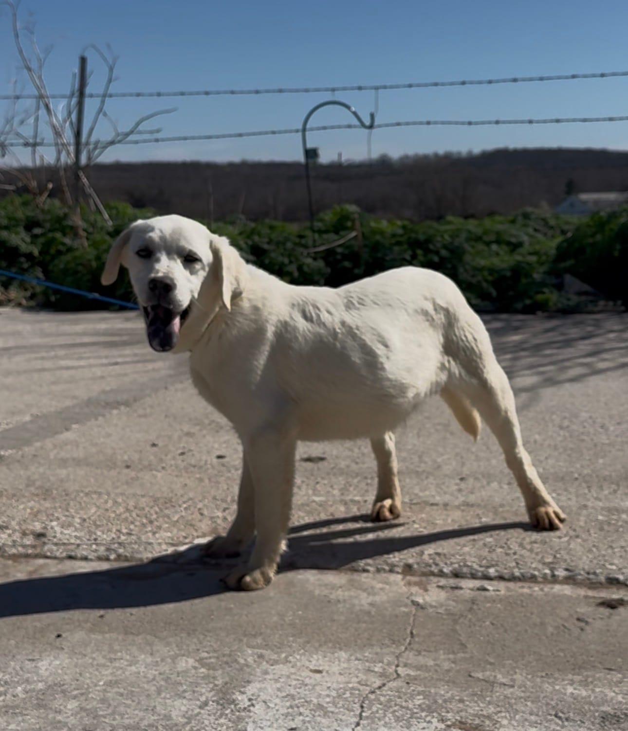 Danny – Chow Chow, Labrador Retriever puppy for sale in Springfield, MO